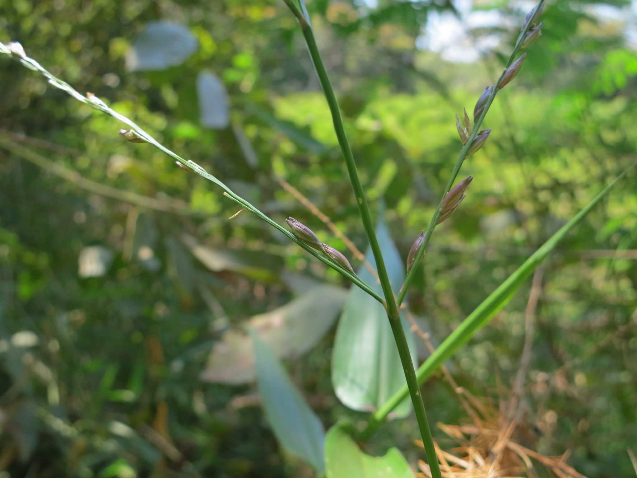 Acroceras zizanioides
