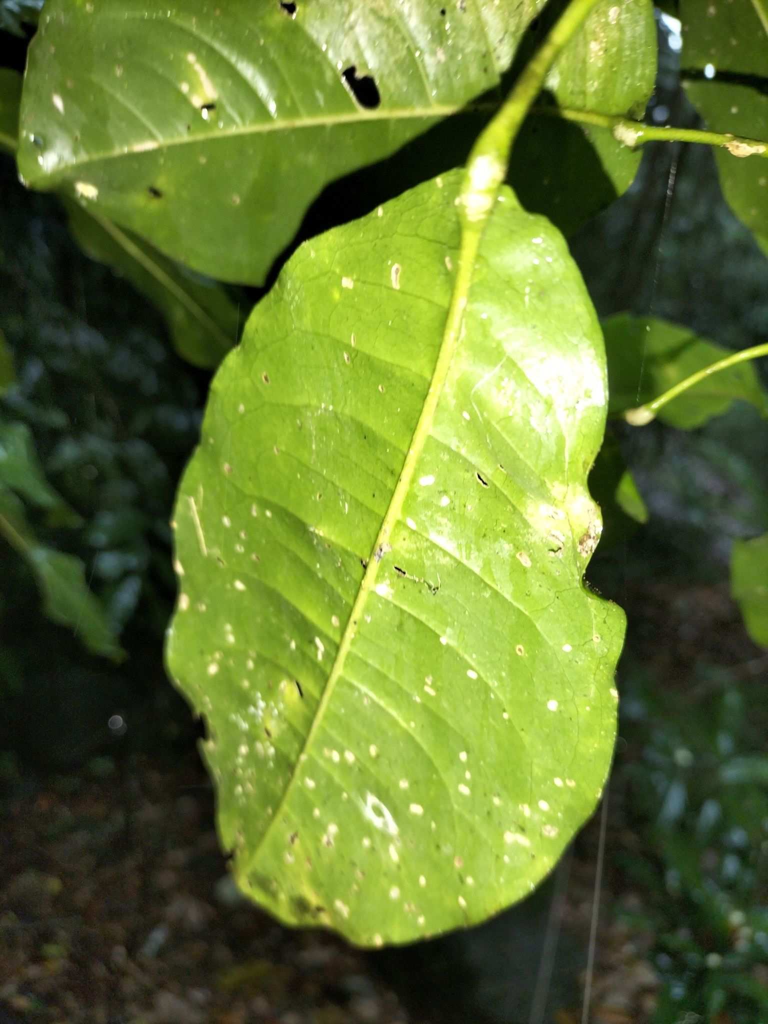 Acronychia acidula