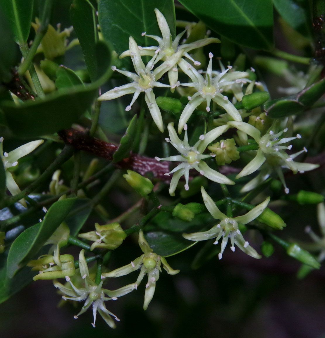 Acronychia laevis