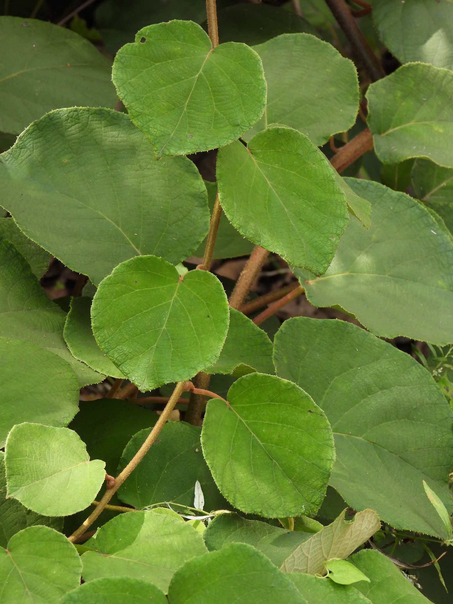 Actinidia