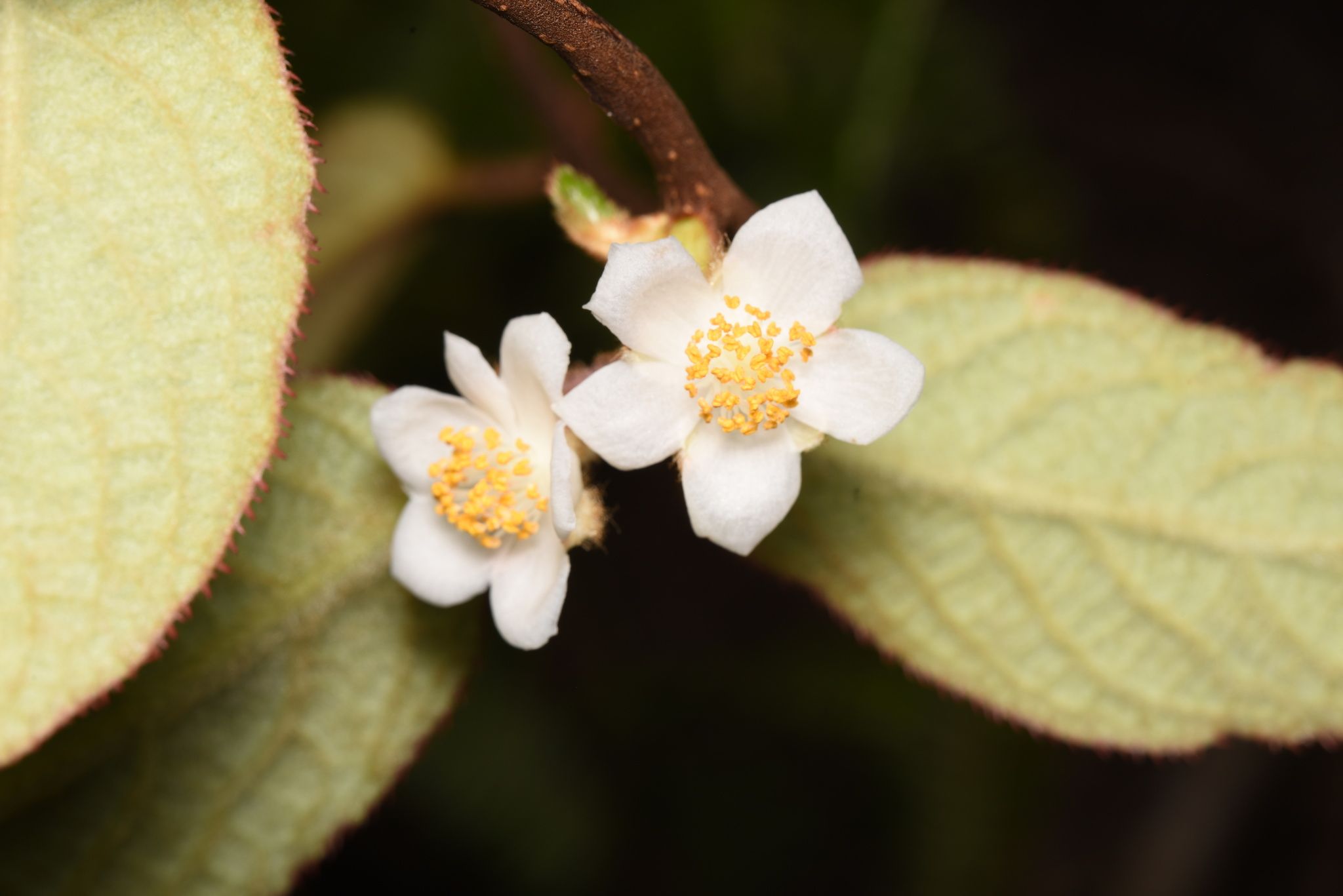 Actinidia fulvicoma