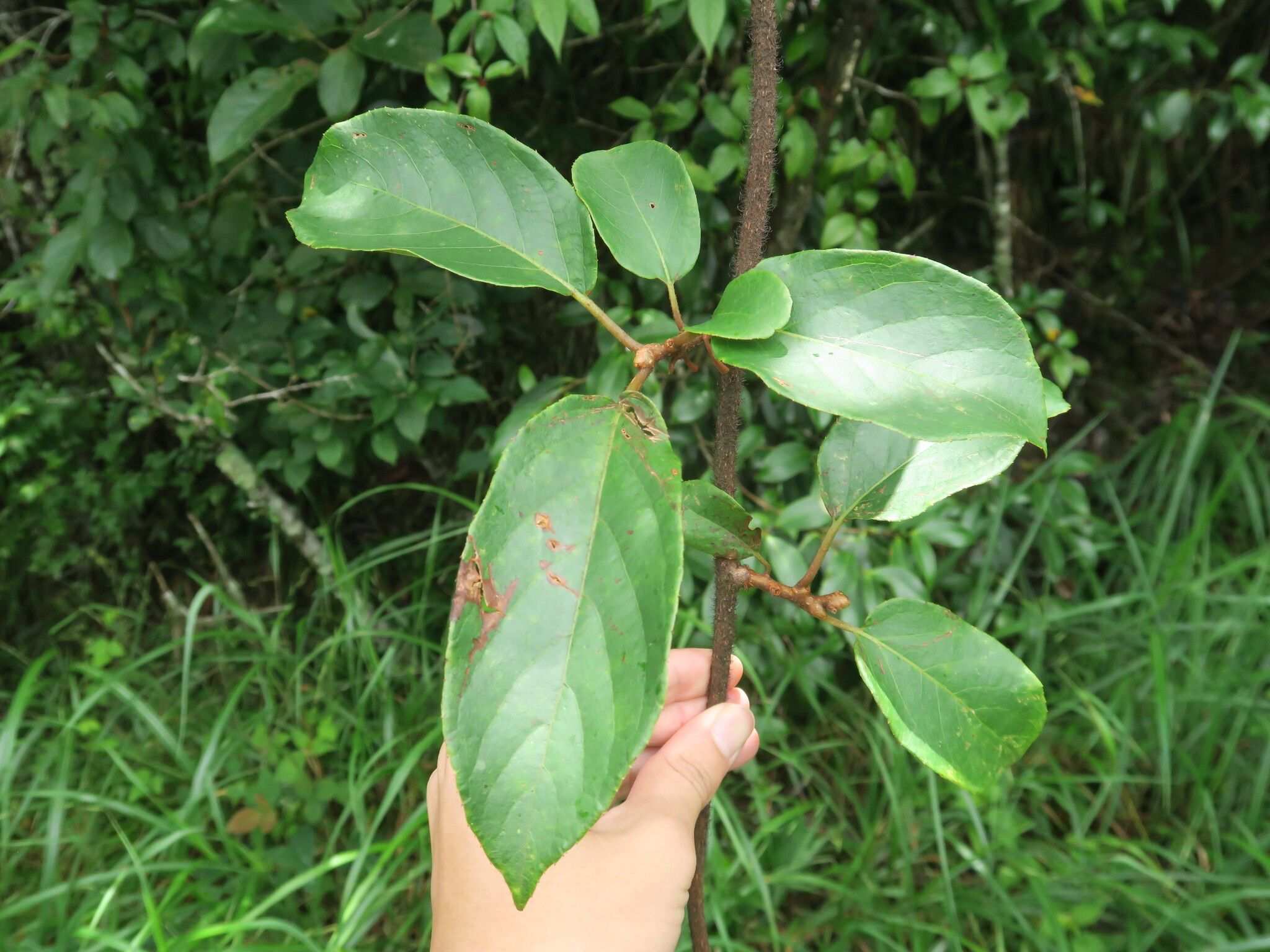 Actinidia hemsleyana