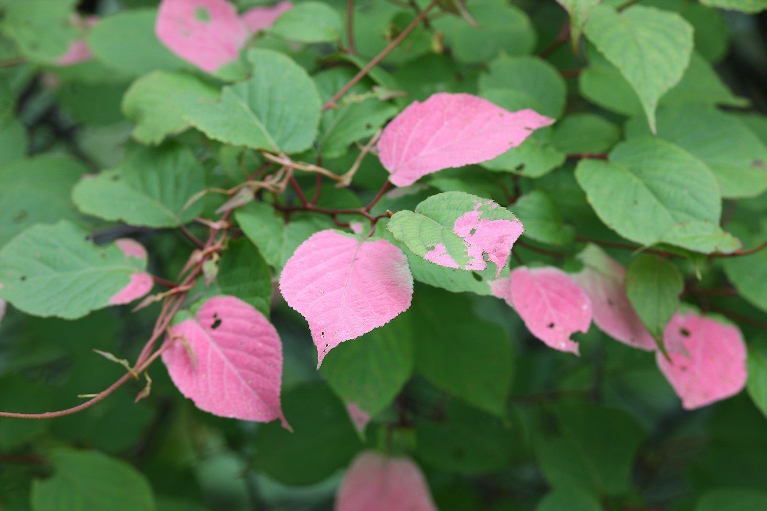 Actinidia kolomikta