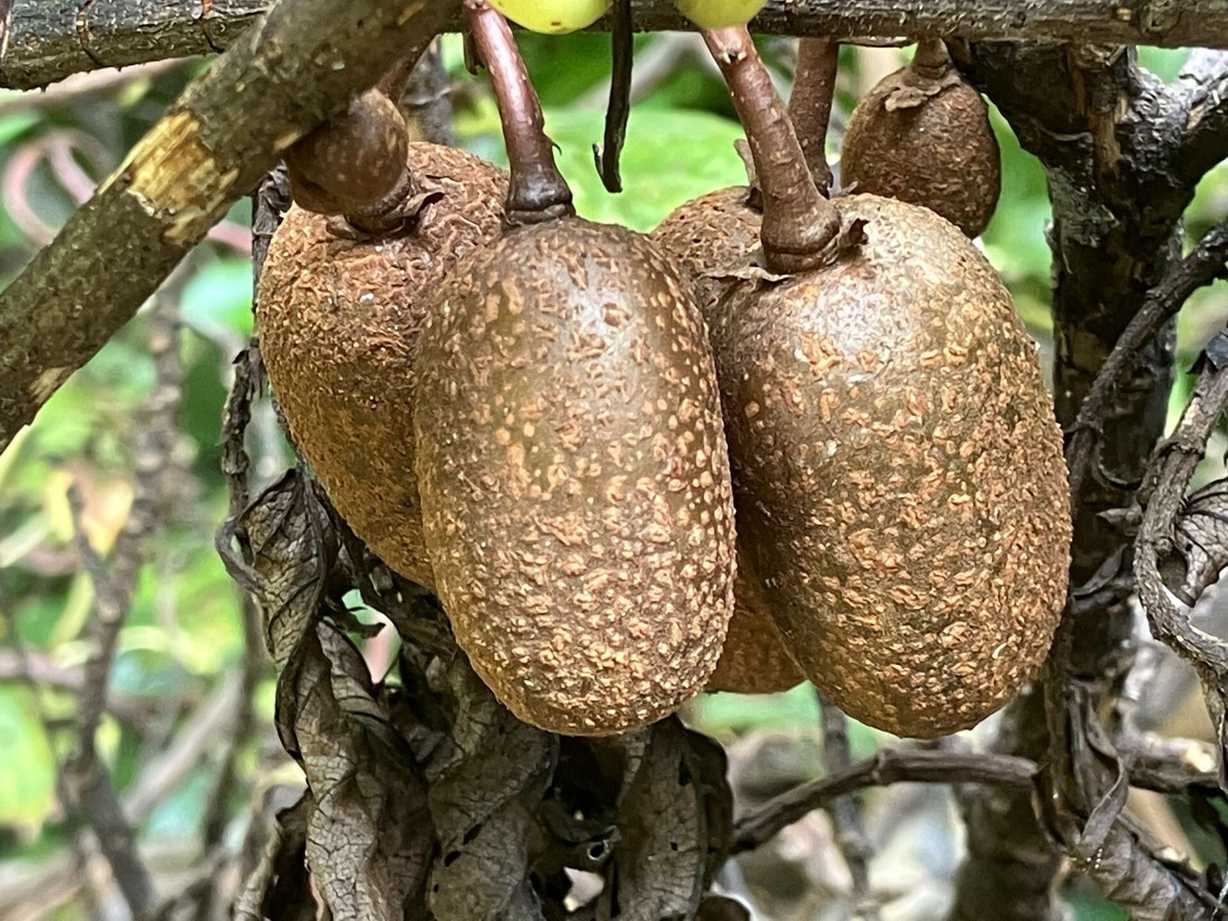 Actinidia rufa