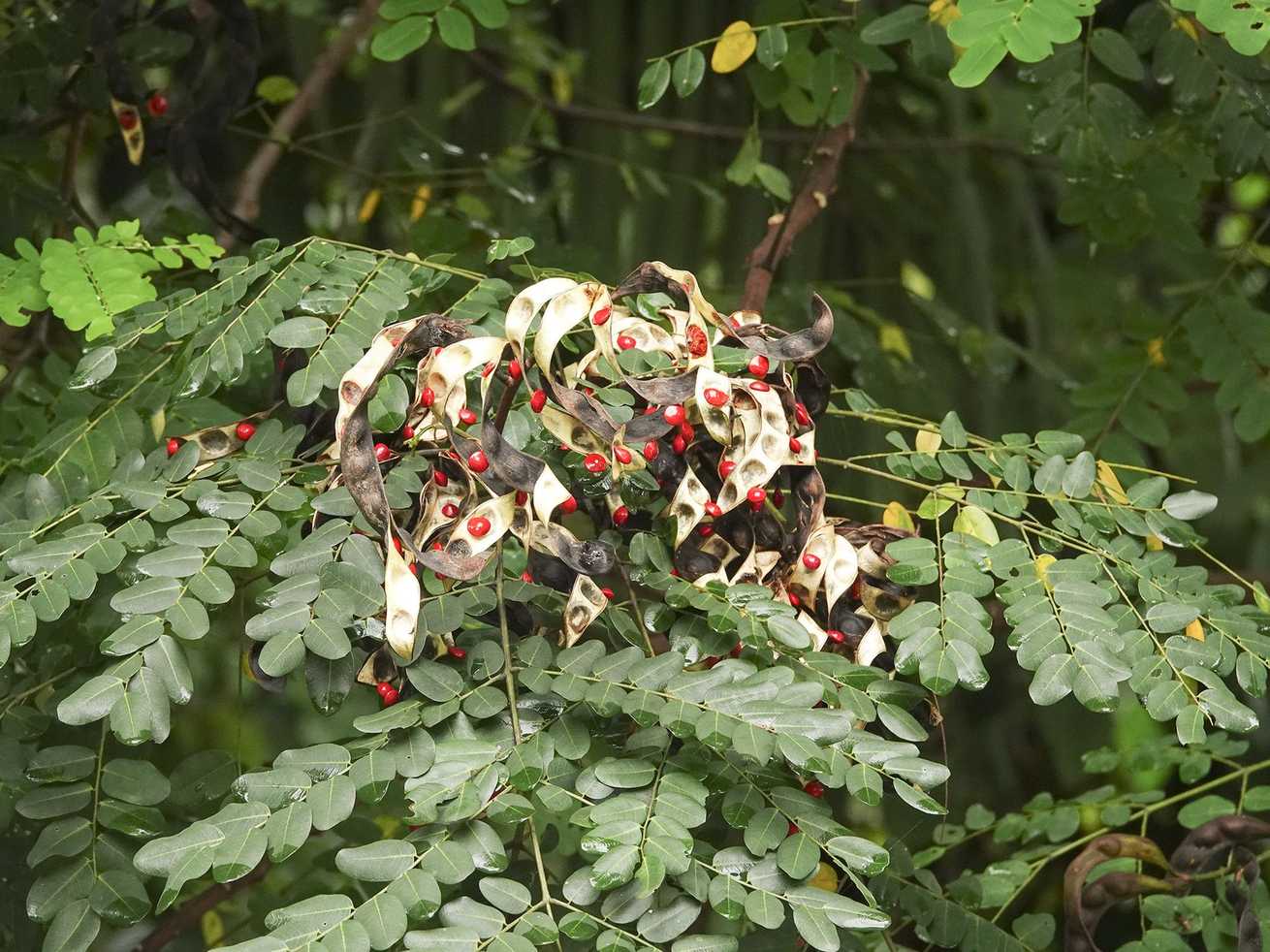 Adenanthera pavonina