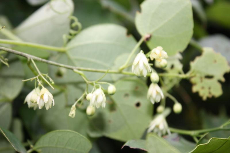 Adenia cissampeloides