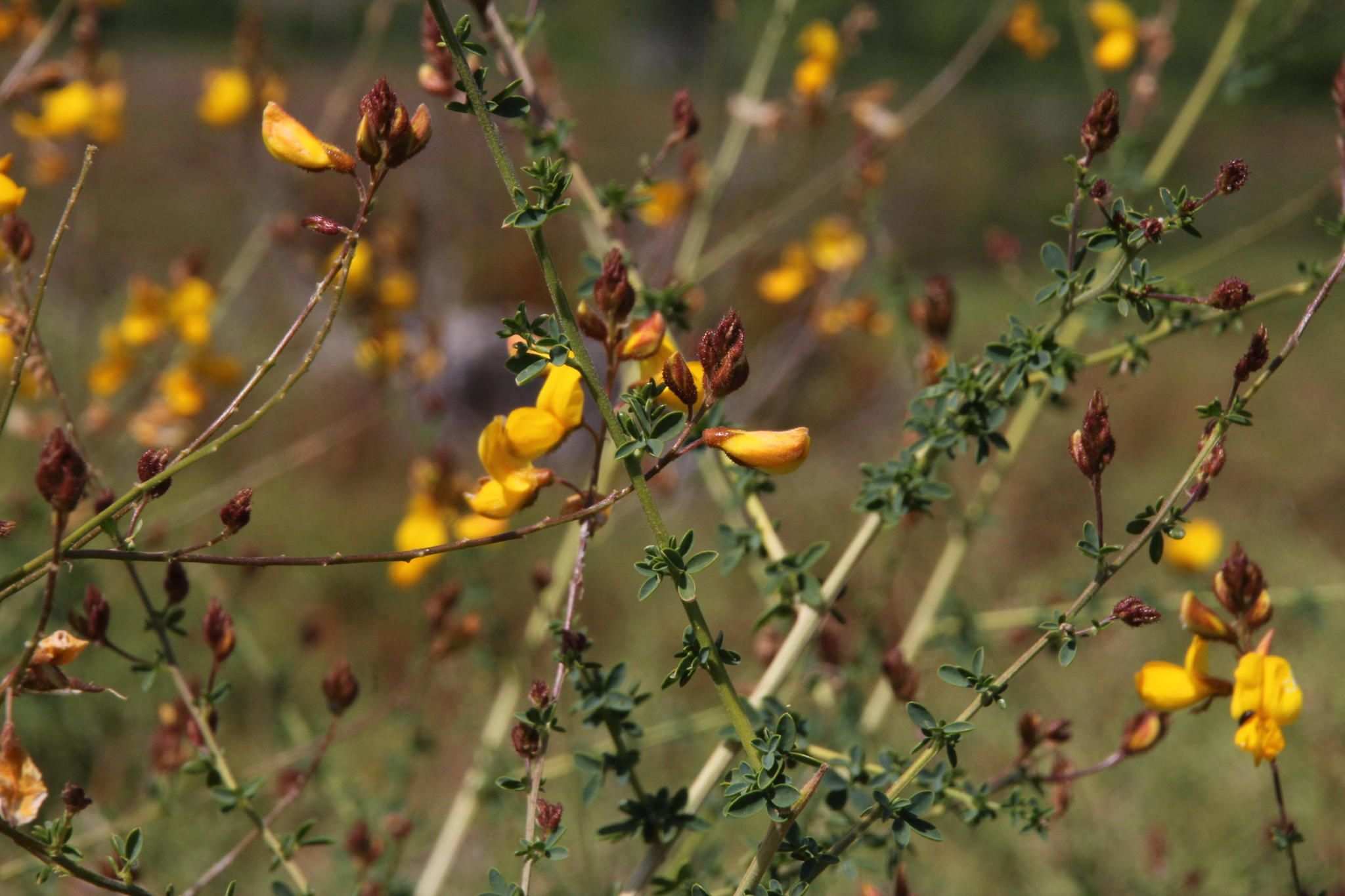 Adenocarpus lainzii