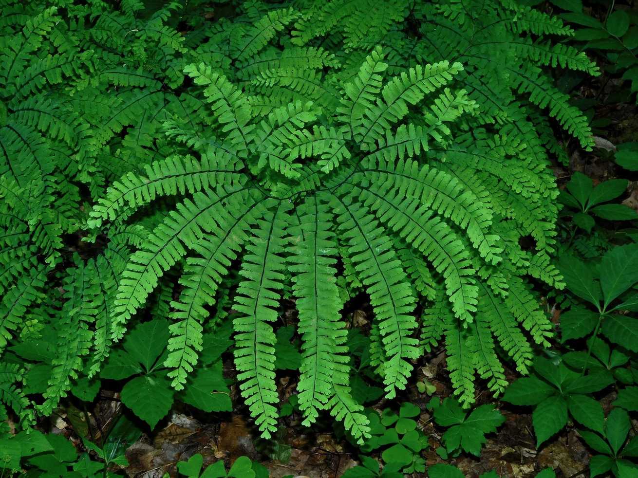 Adiantum