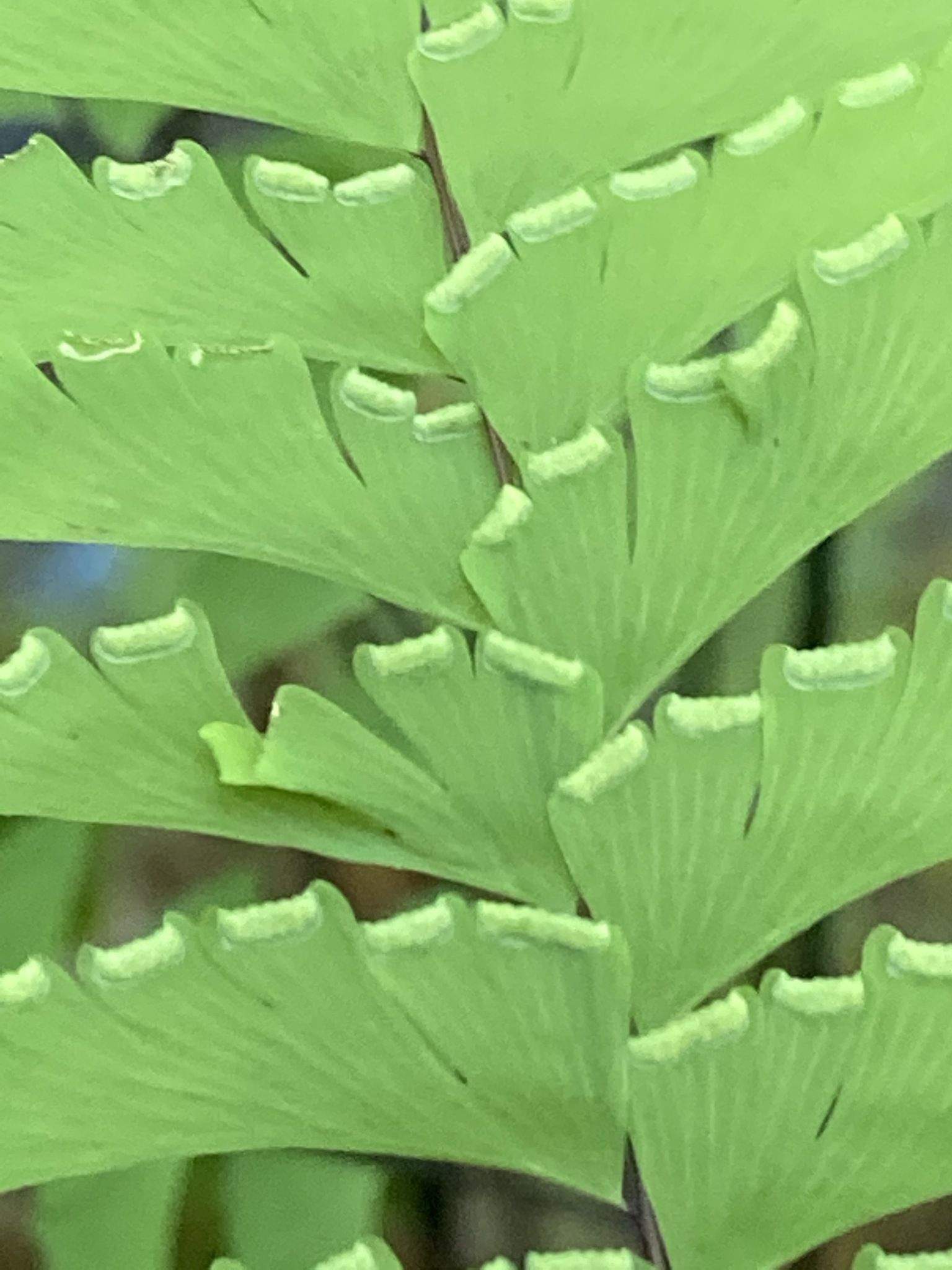 Adiantum aleuticum