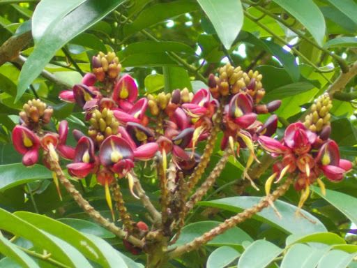 Adinobotrys atropurpureus