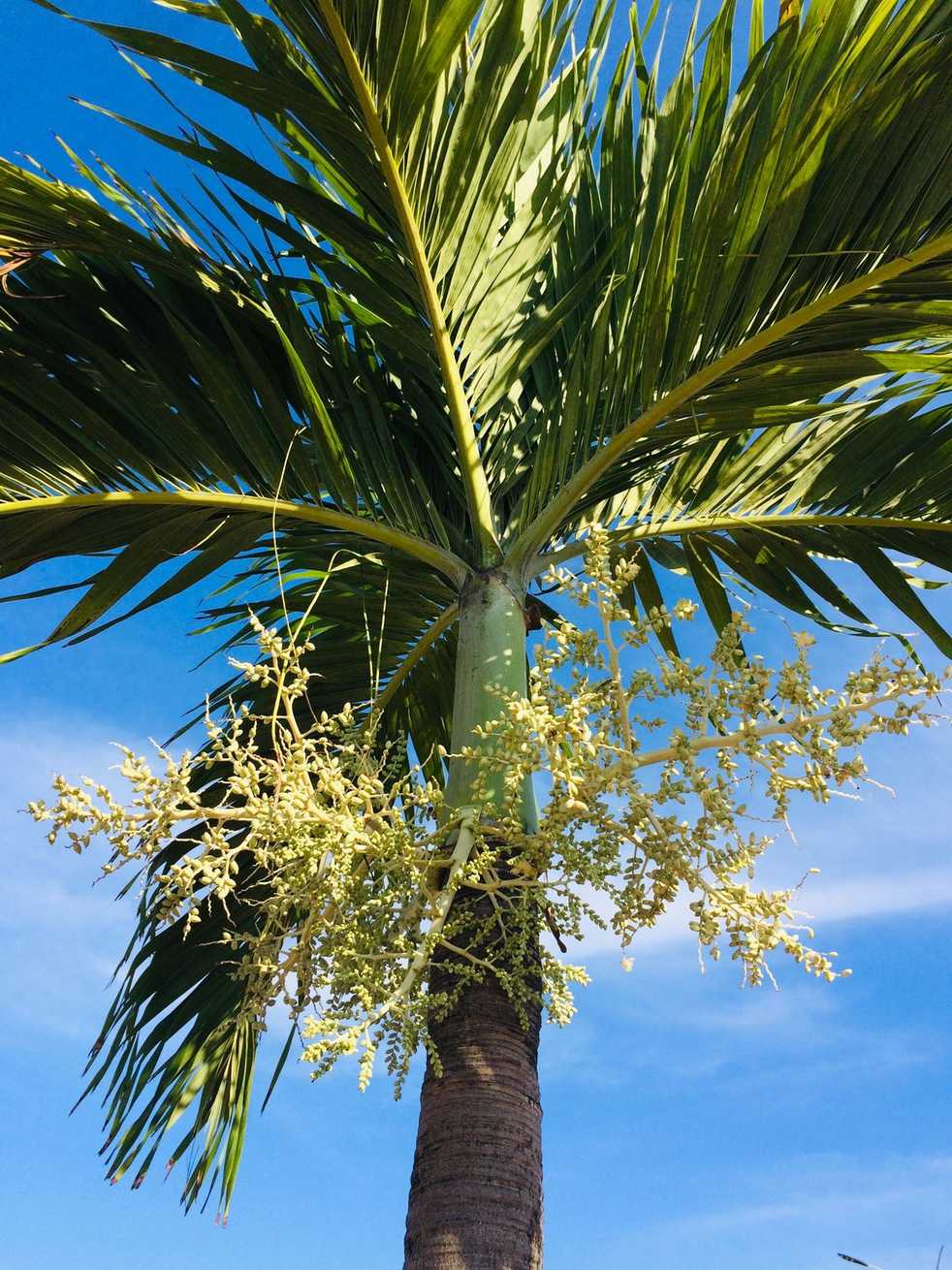 Adonidia merrillii