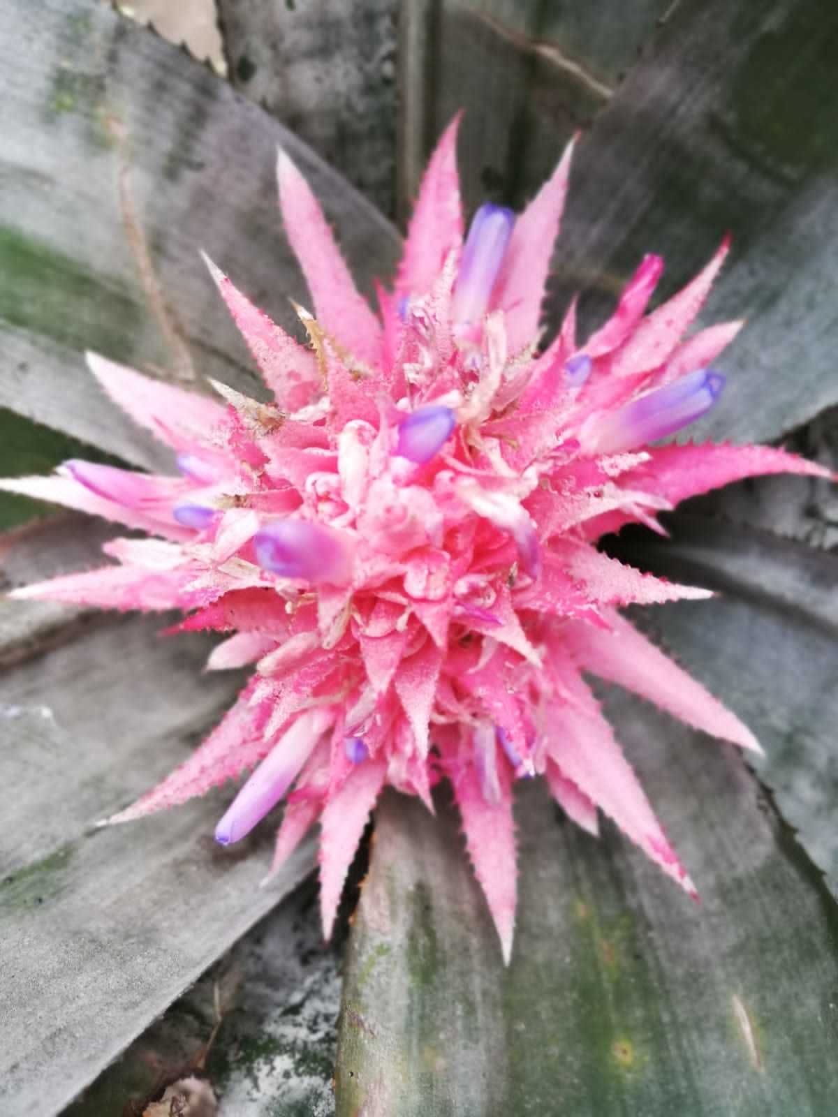 Aechmea fasciata