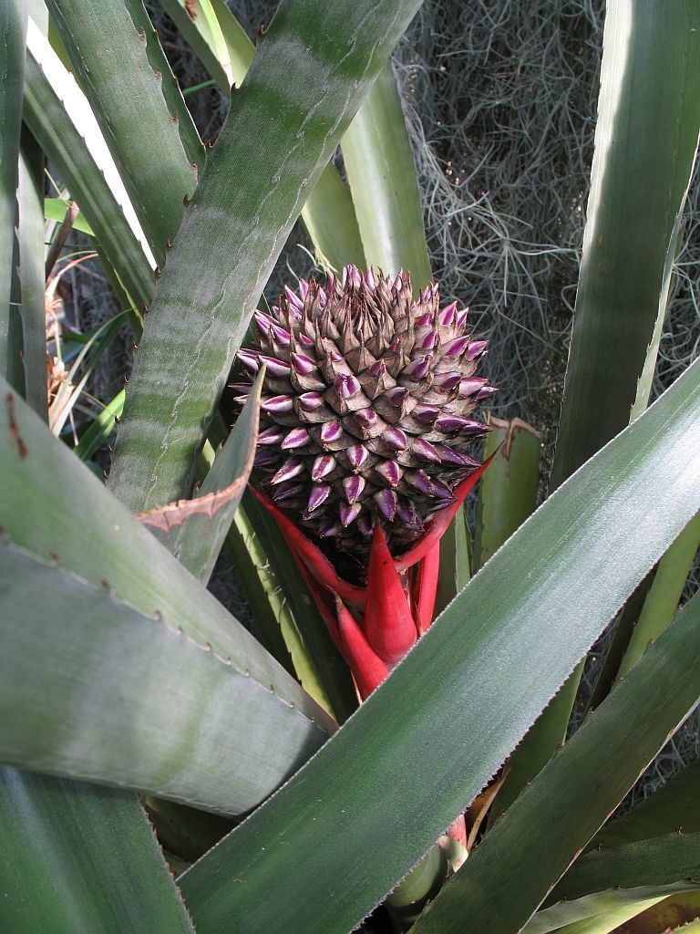 Aechmea sp.