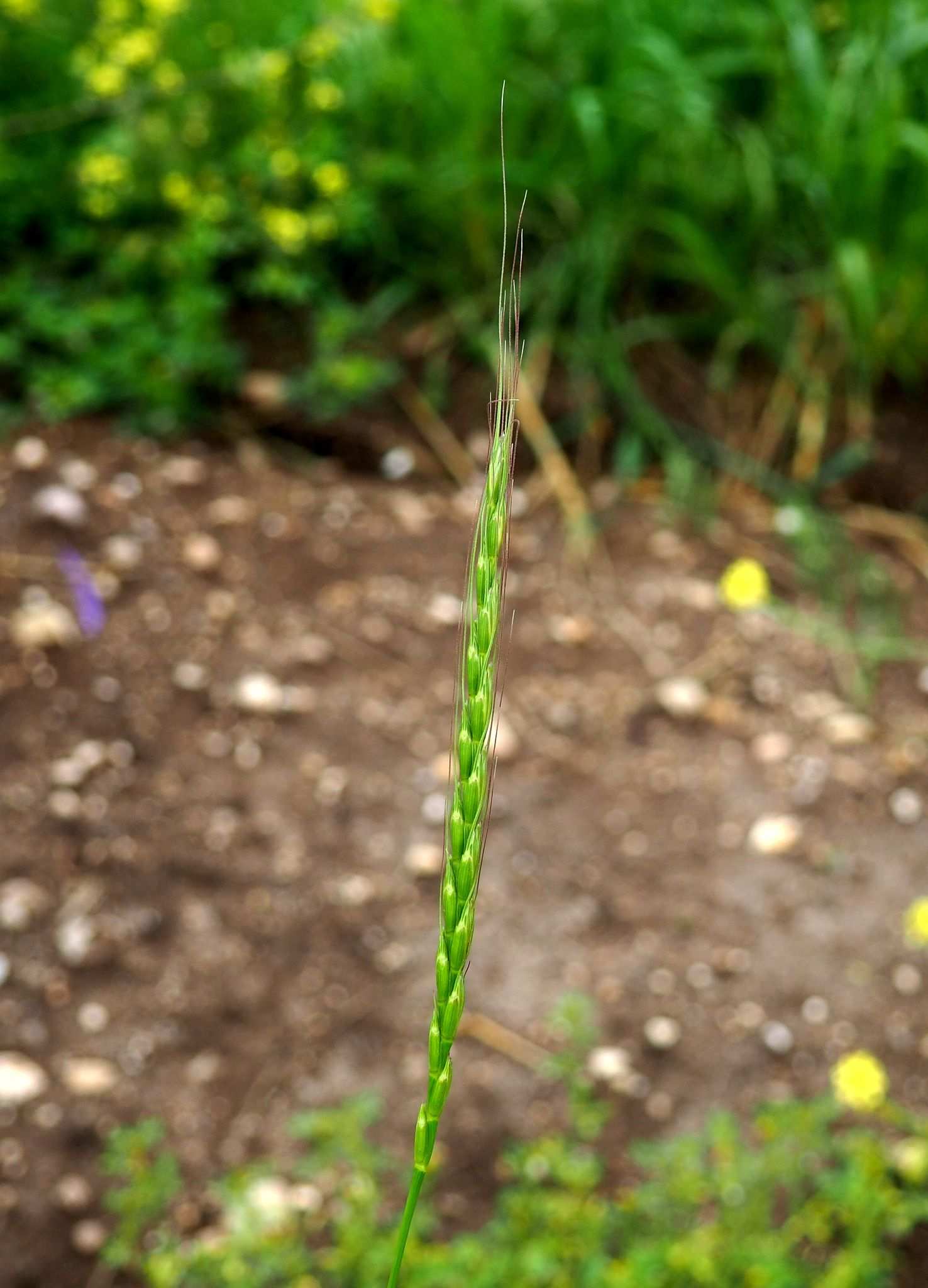 Aegilops bicornis