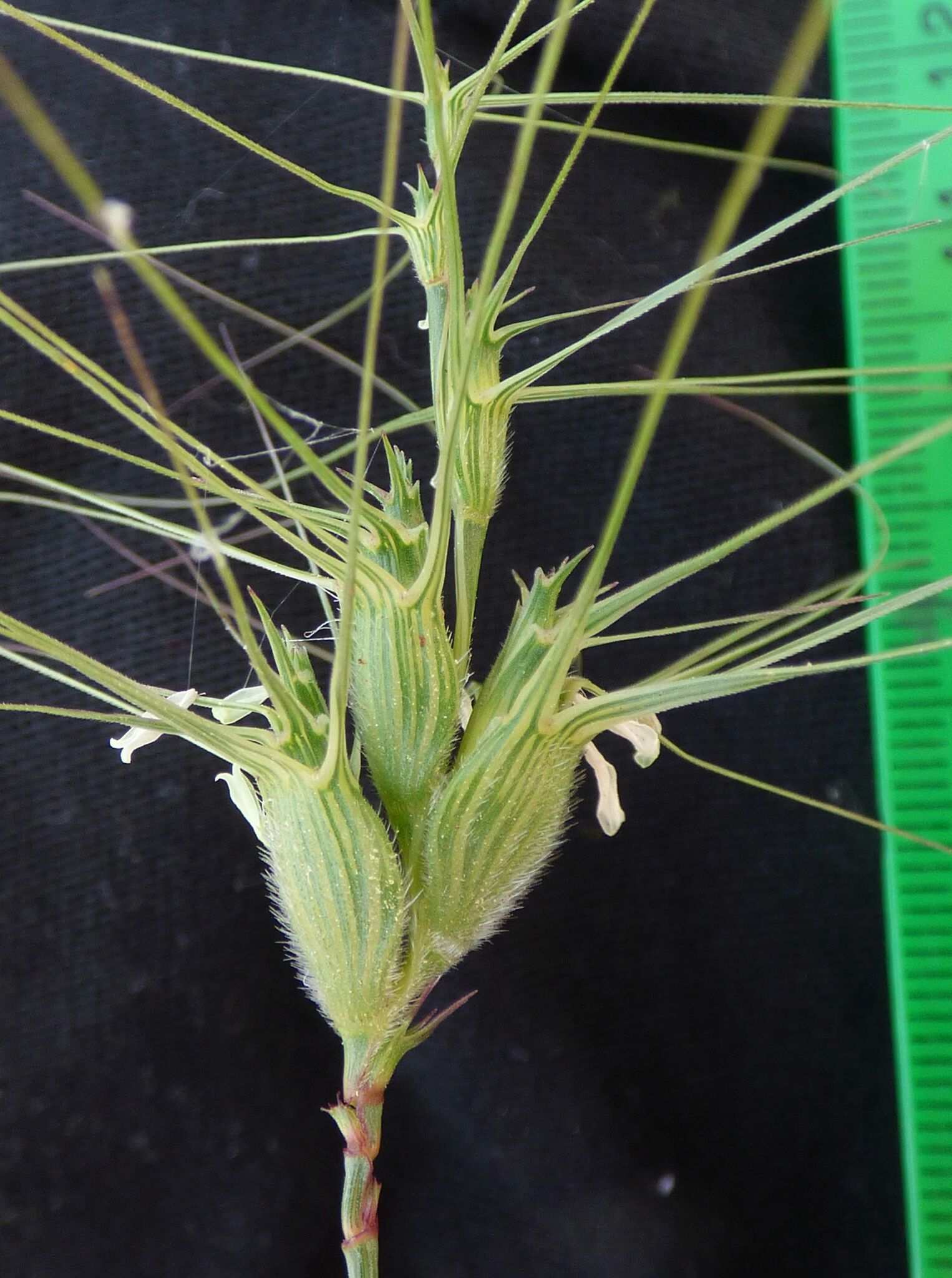 Aegilops columnaris