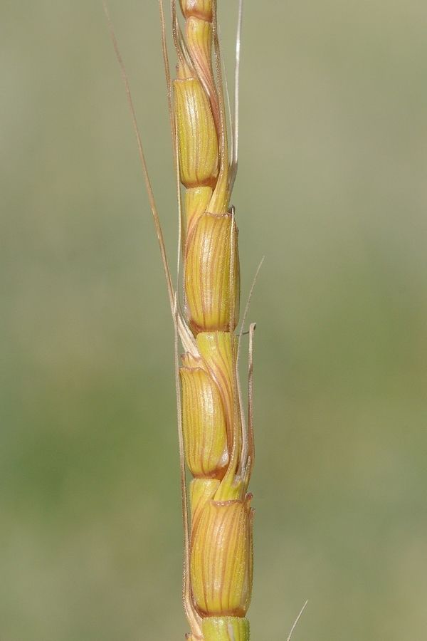 Aegilops cylindrica