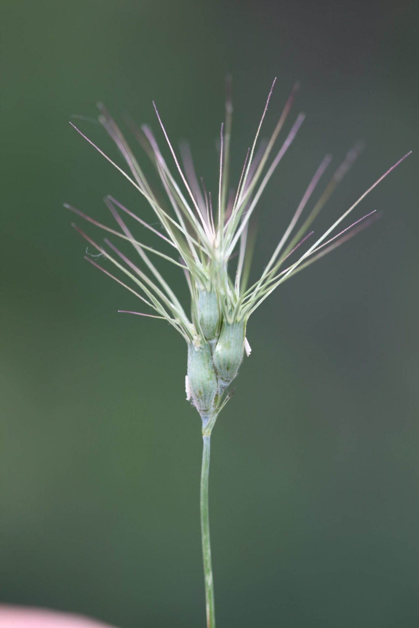 Aegilops geniculata