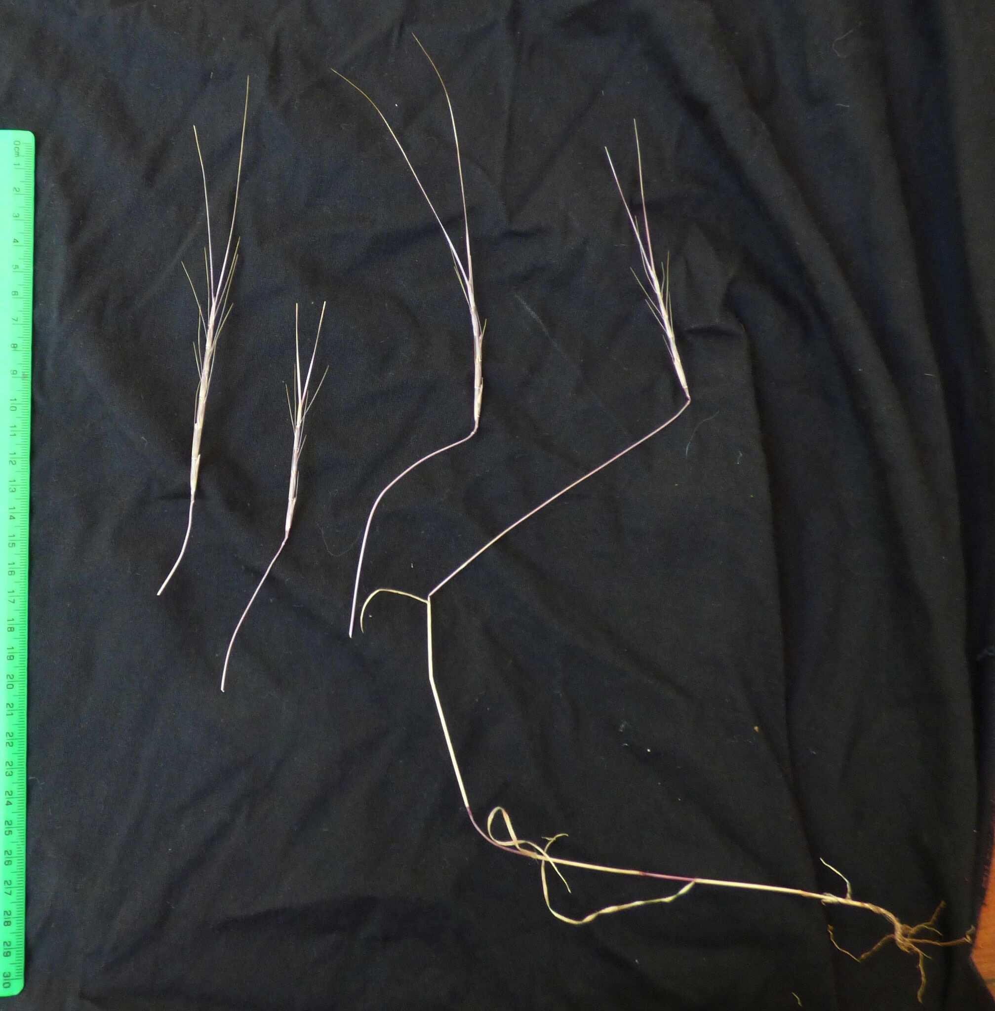 Aegilops markgrafii