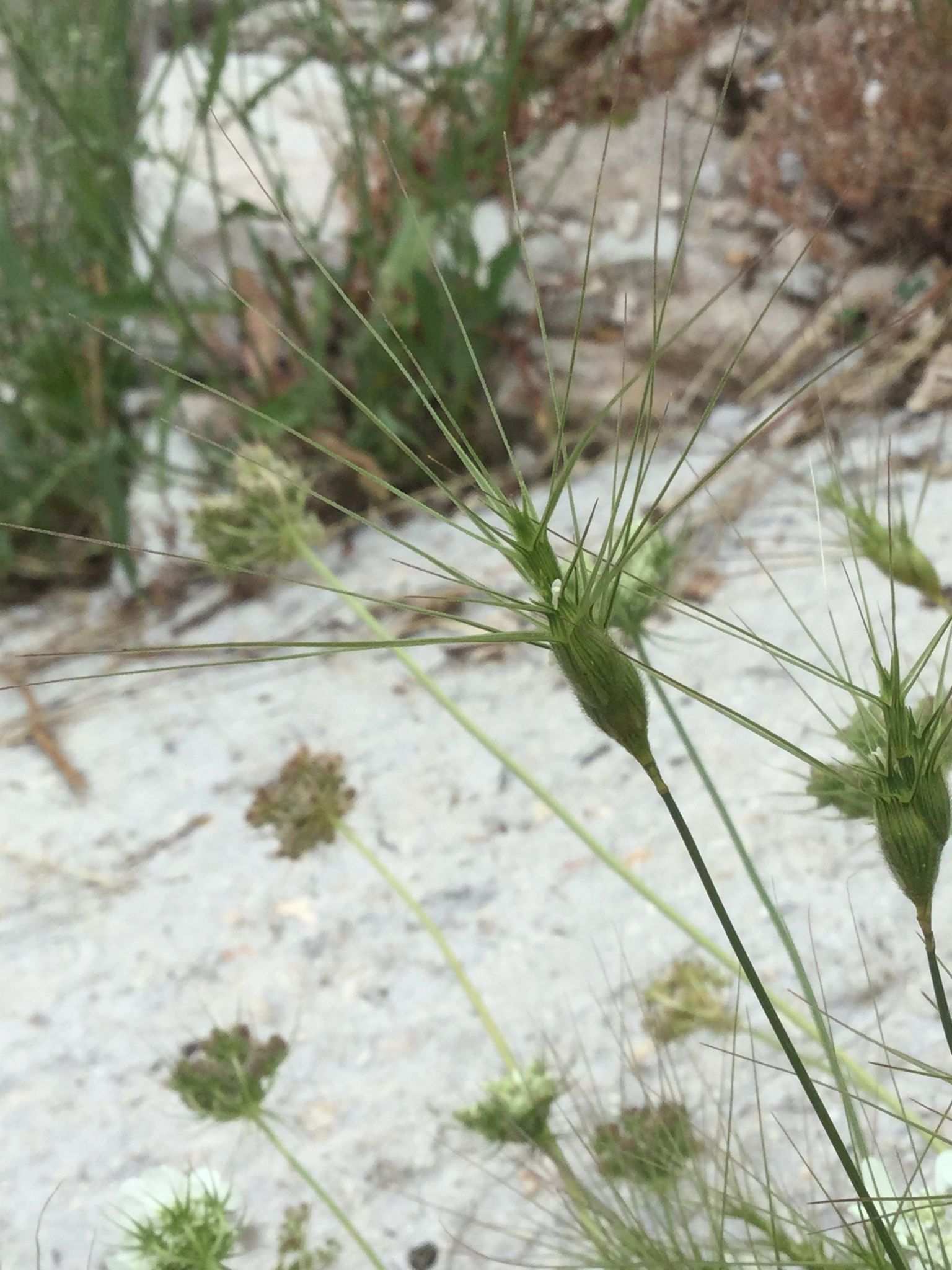 Aegilops neglecta