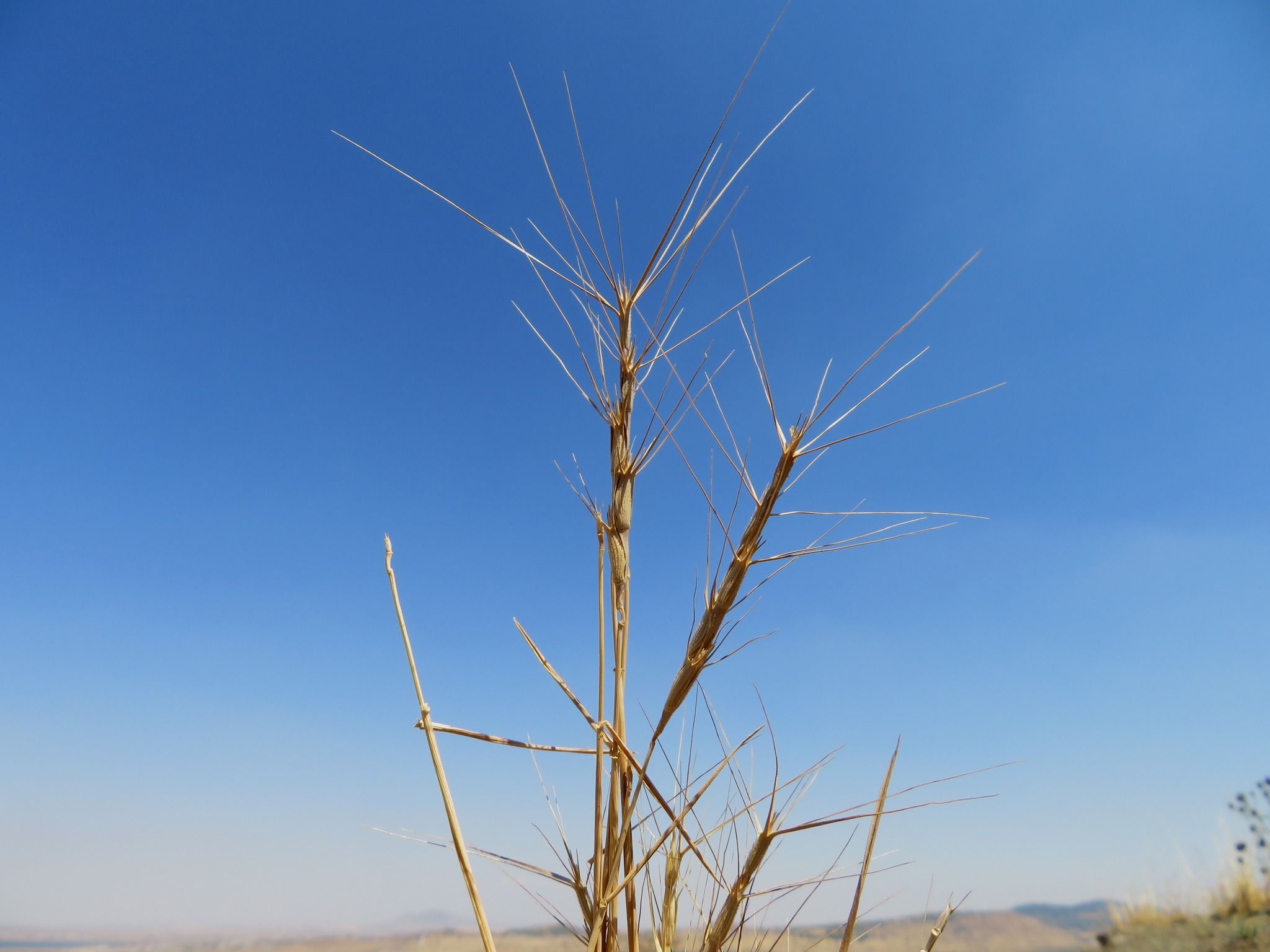 Aegilops peregrina