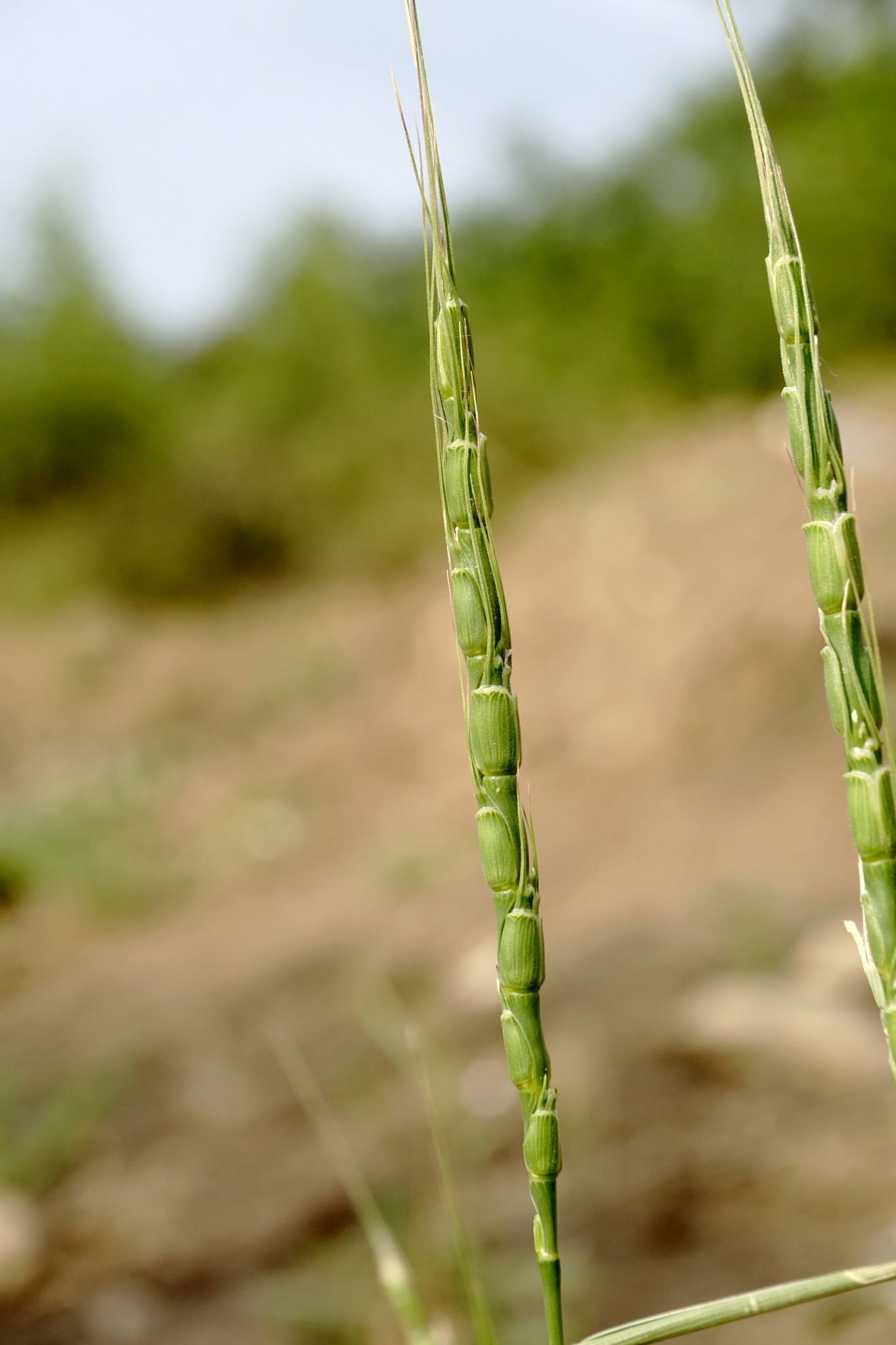 Aegilops tauschii