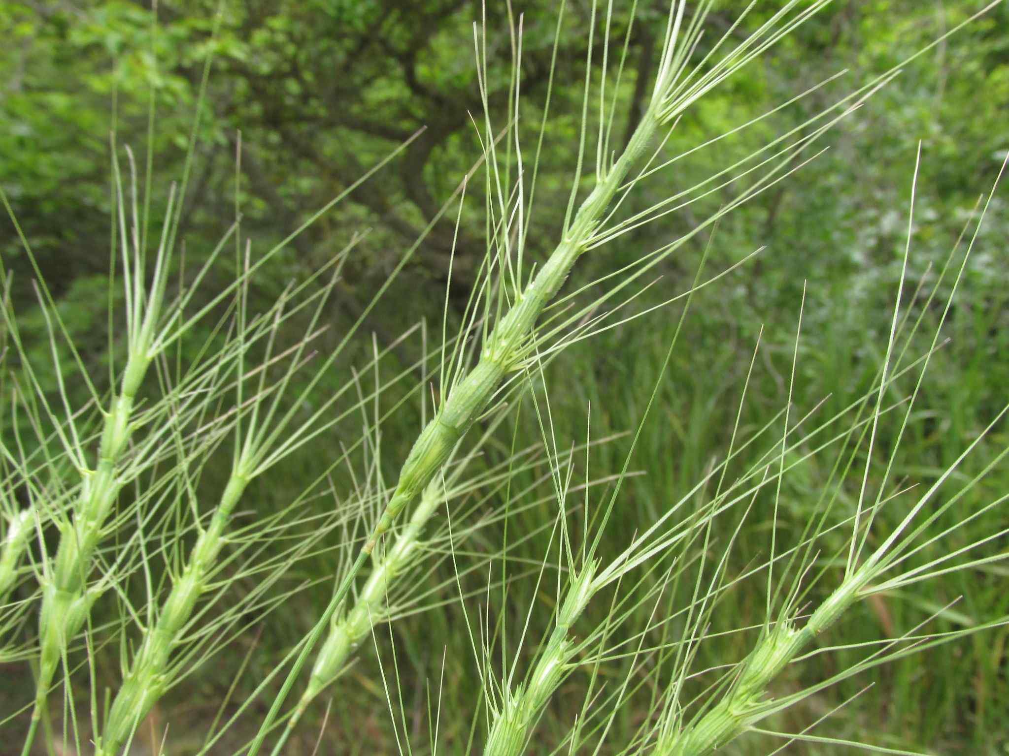 Aegilops triuncialis