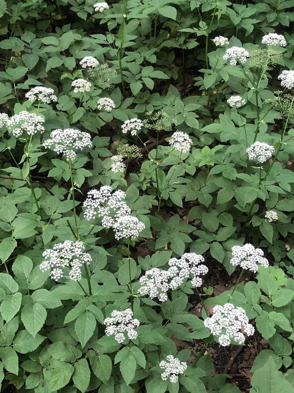 Aegopodium podagraria