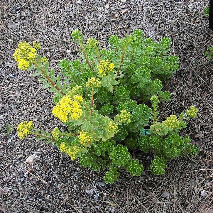 Aeonium sp.