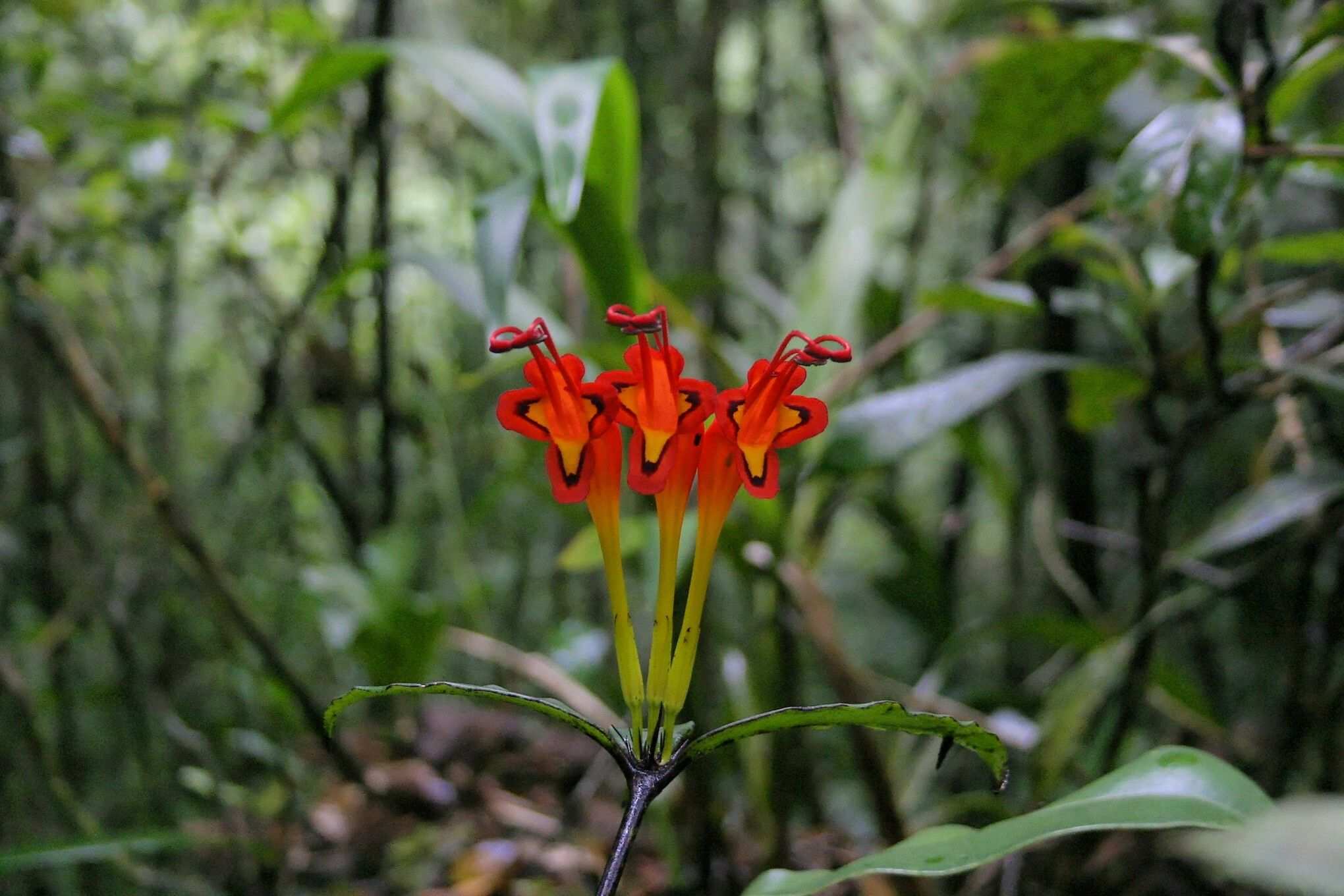 Aeschynanthus sp.