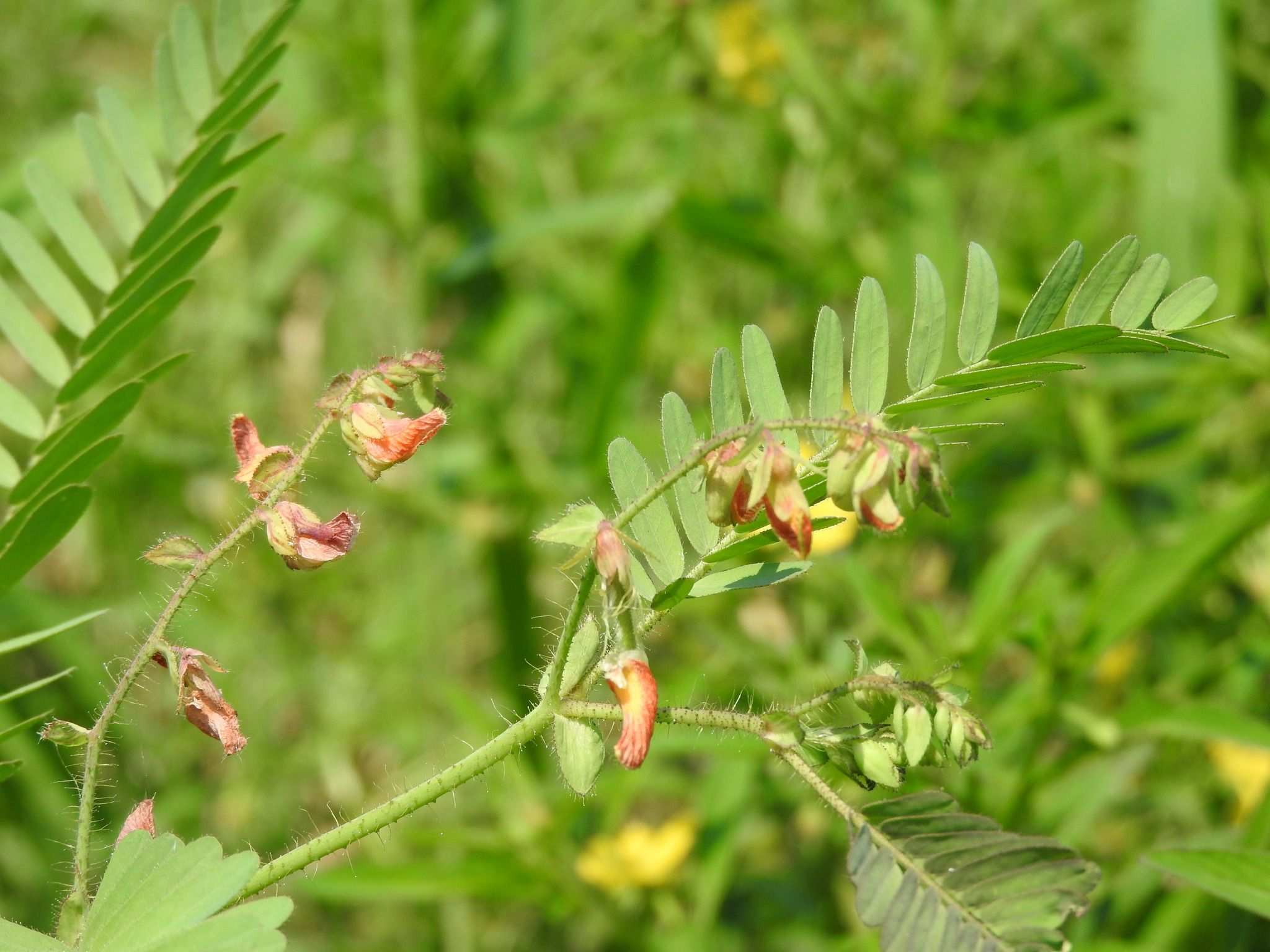 Aeschynomene ciliata