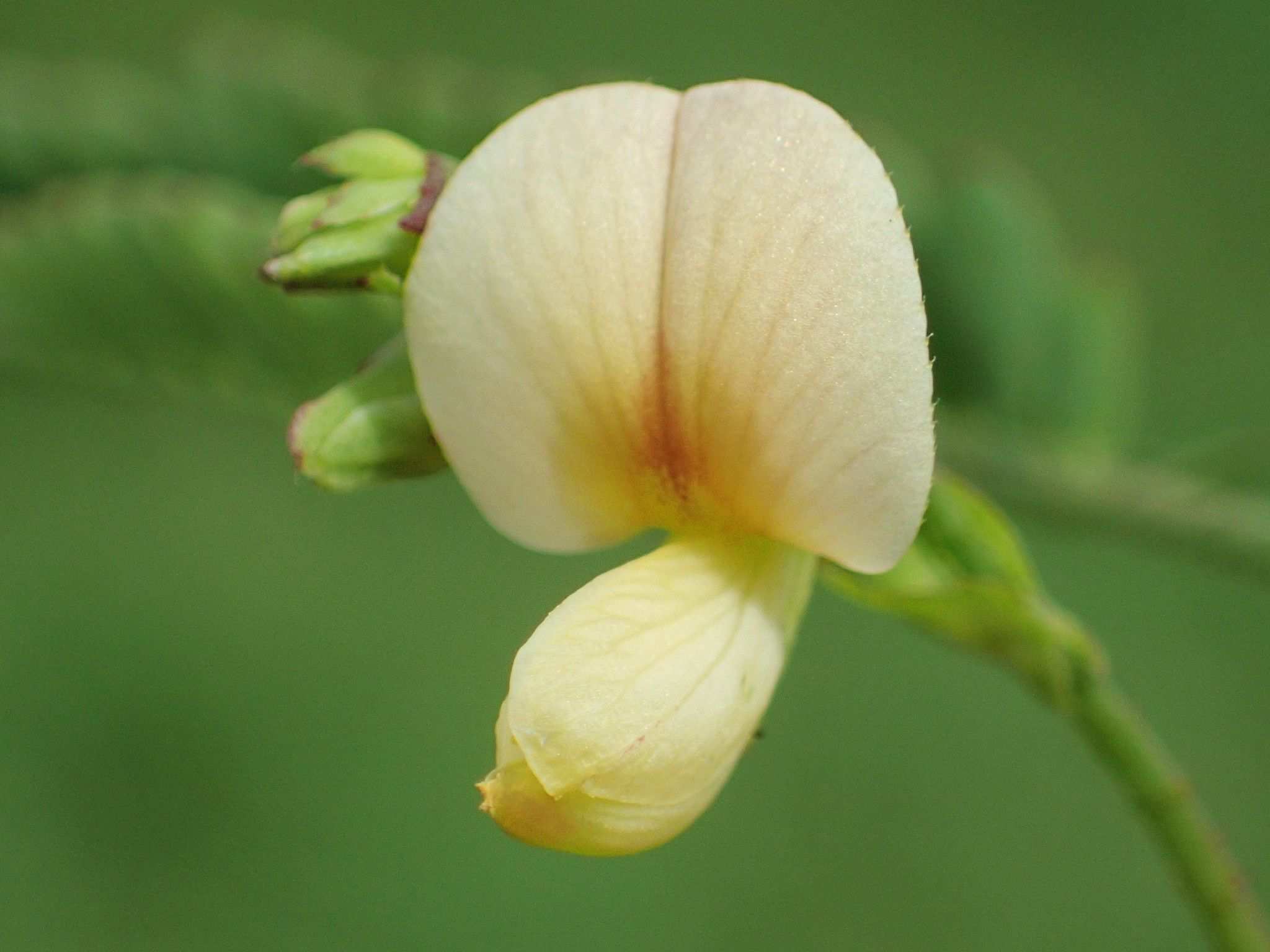 Aeschynomene indica