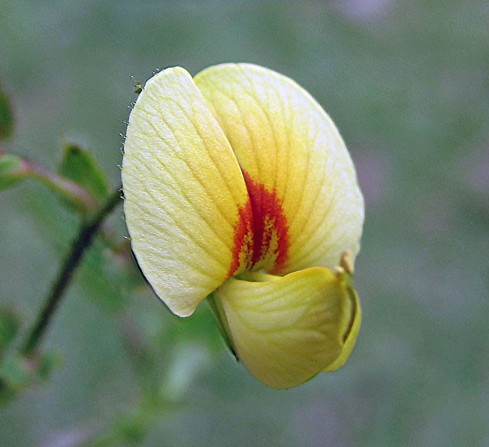 Aeschynomene virginica