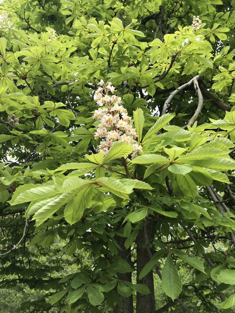 Aesculus