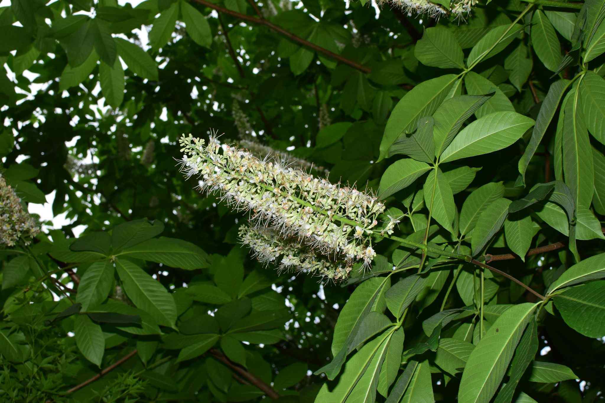 Aesculus chinensis