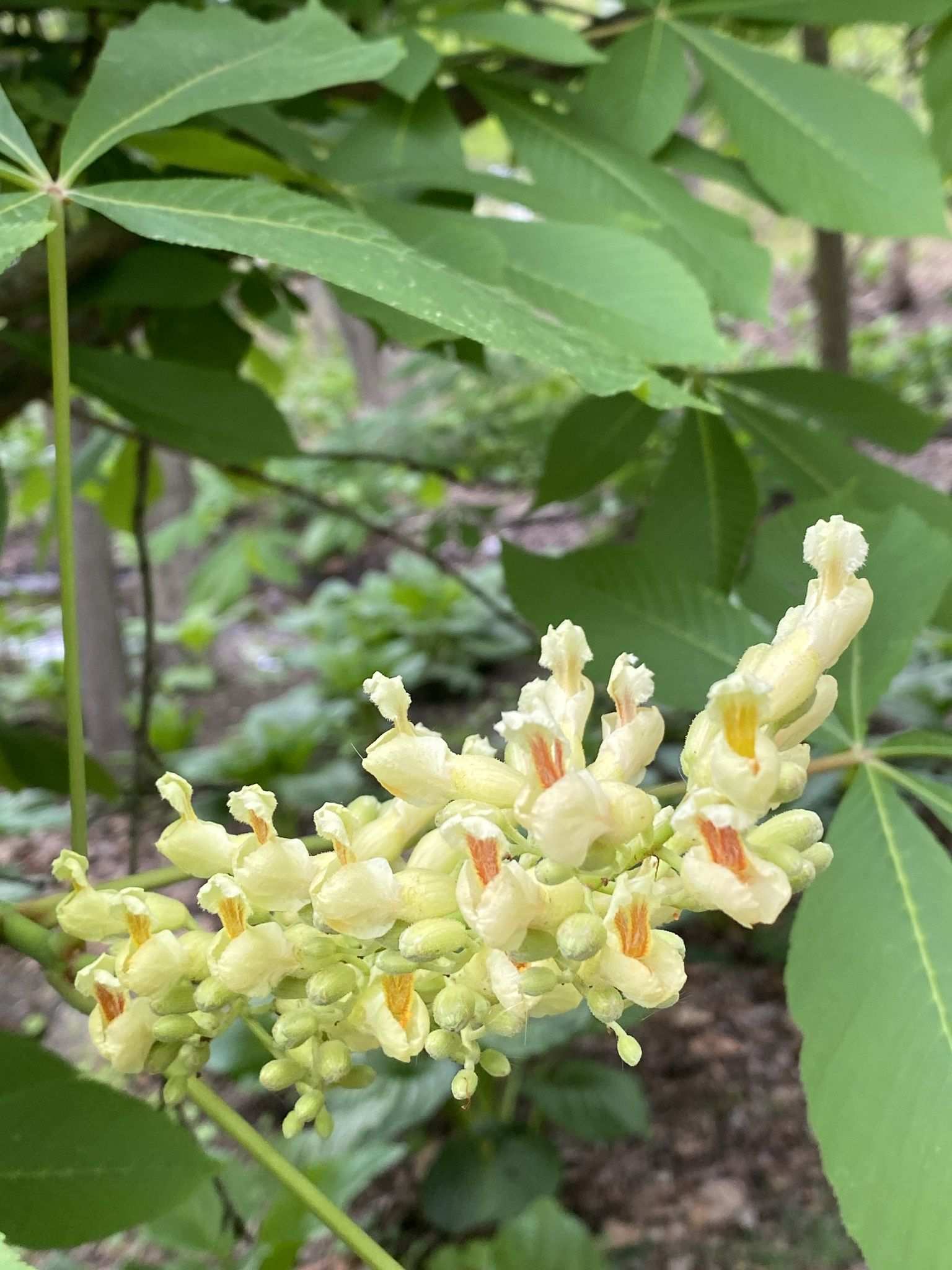 Aesculus flava