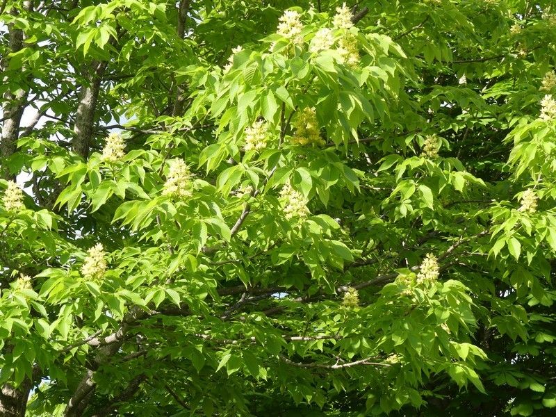 Aesculus glabra