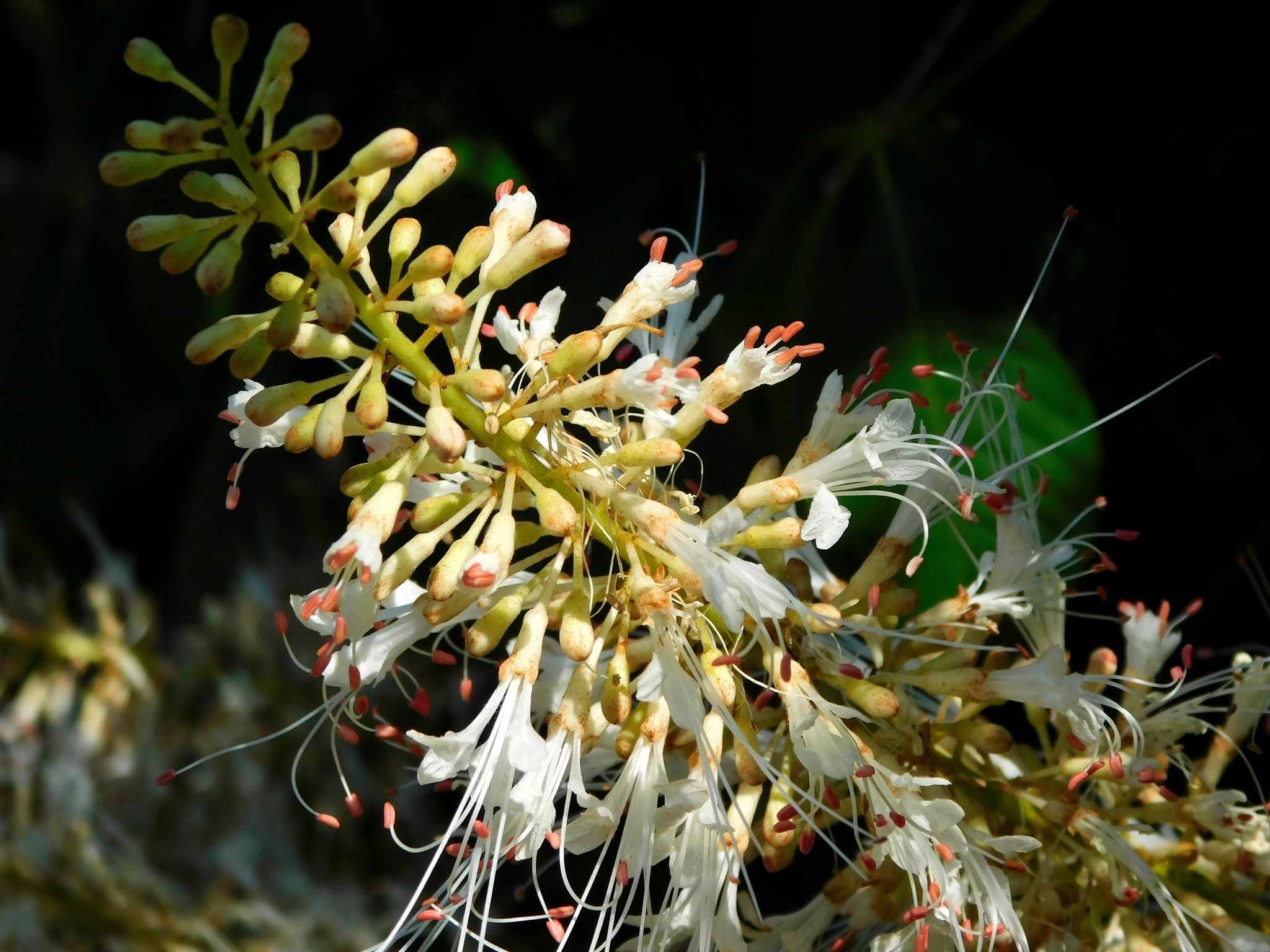 Aesculus parviflora