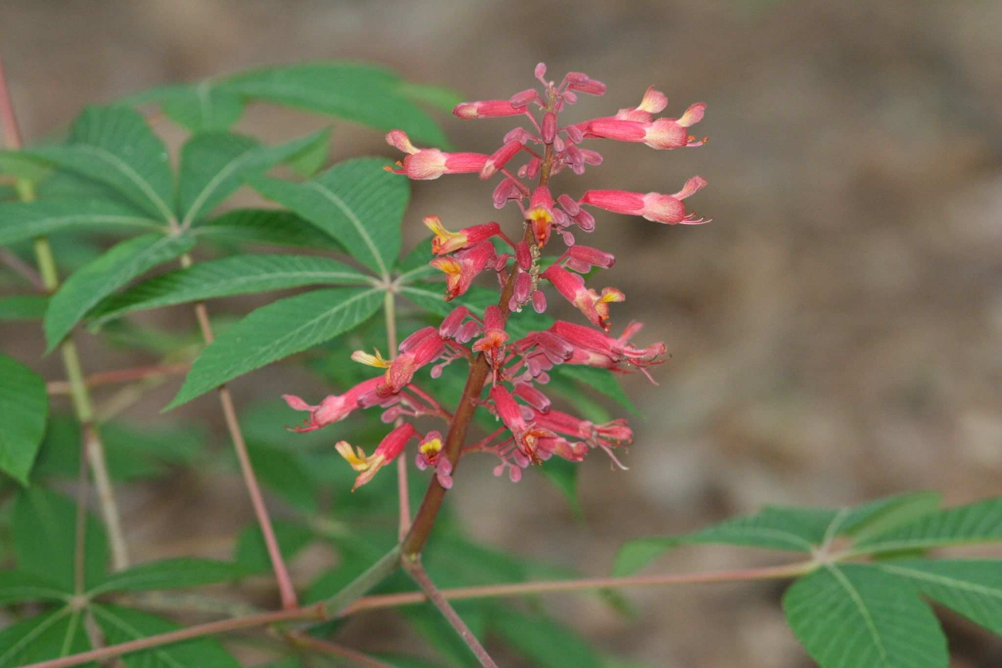 Aesculus pavia