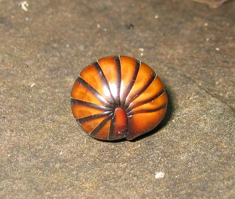 Aesculus sp.