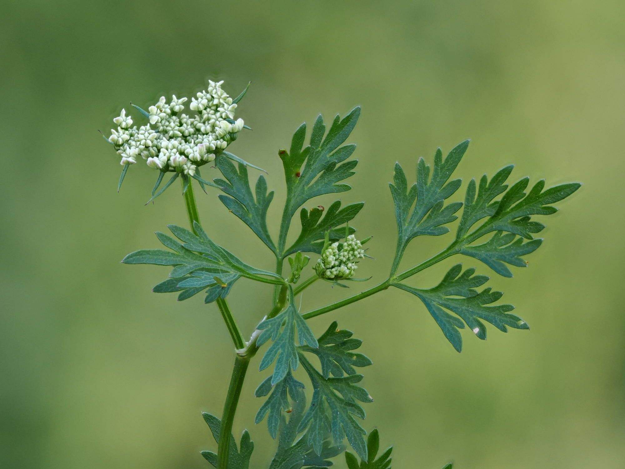 Aethusa cynapium