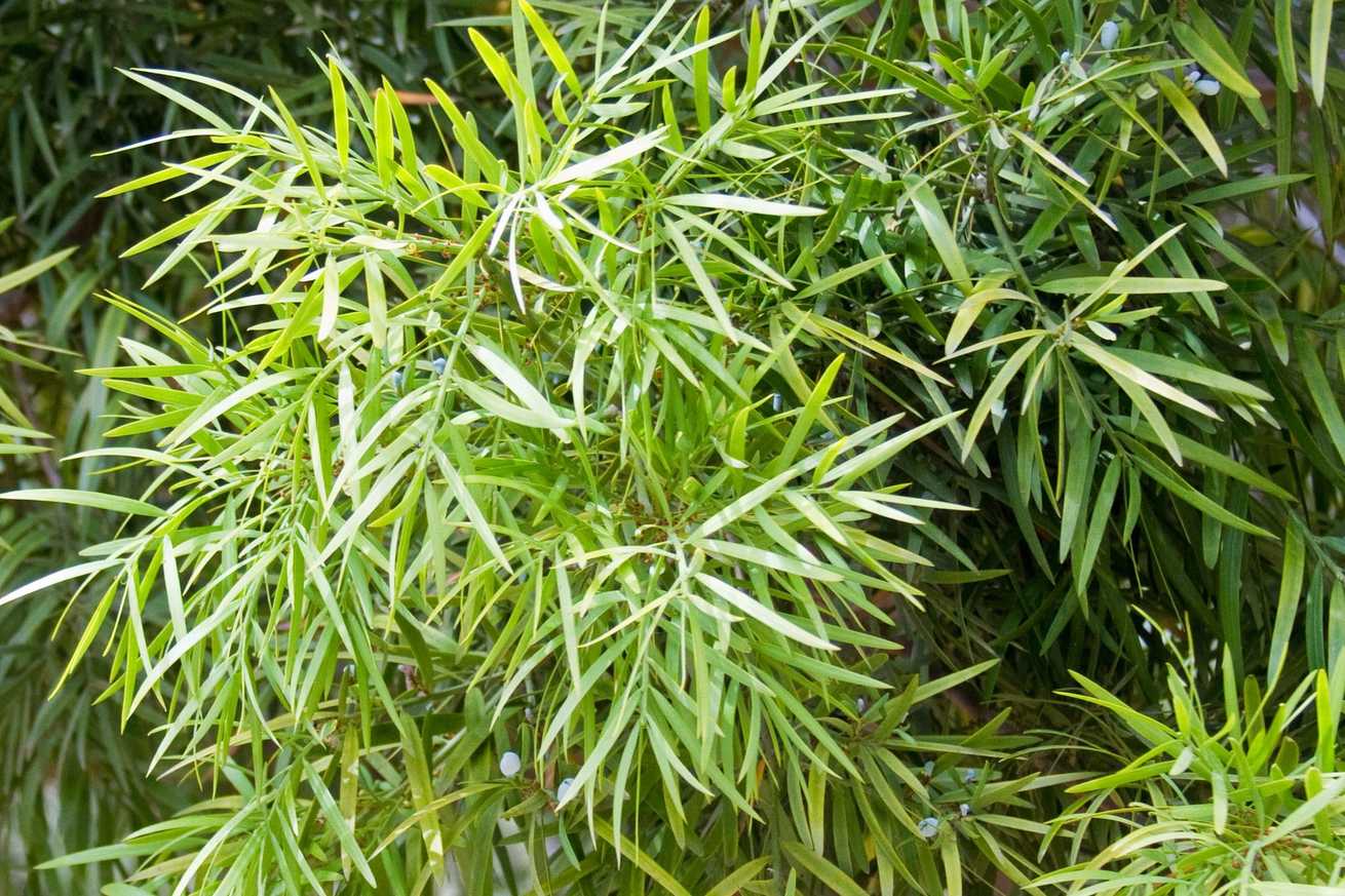 Afrocarpus gracilior