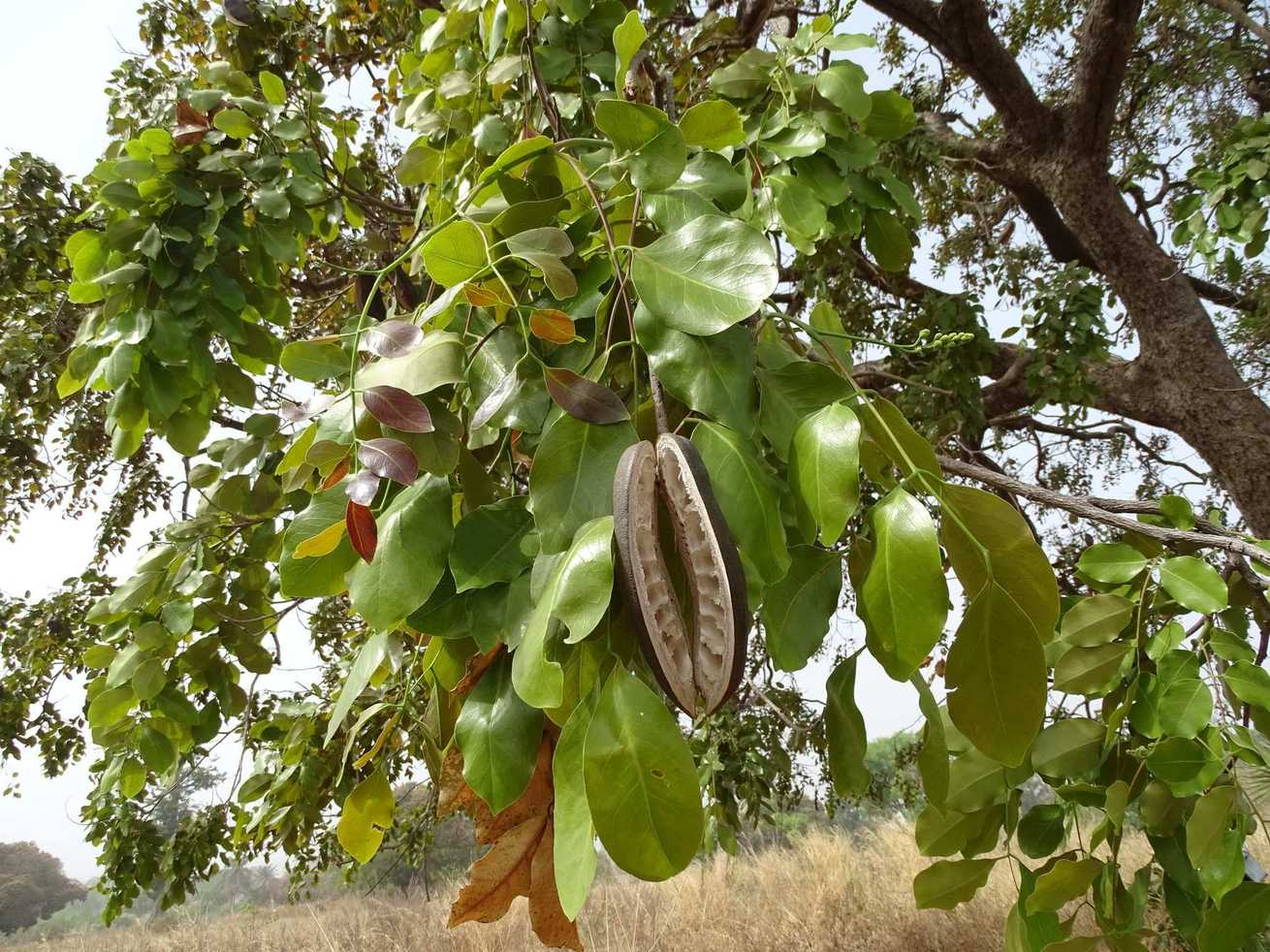 Afzelia africana