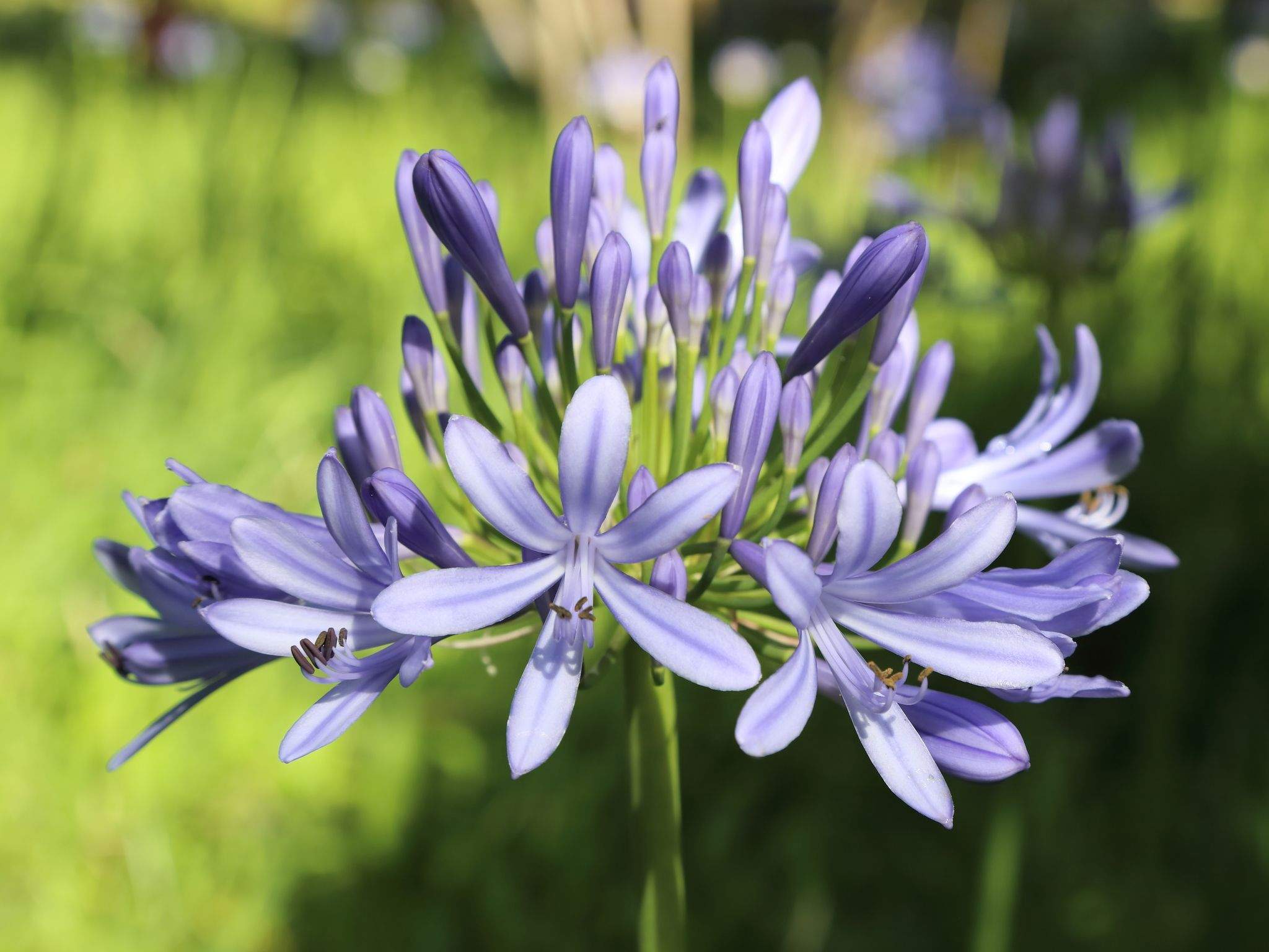 Agapanthus