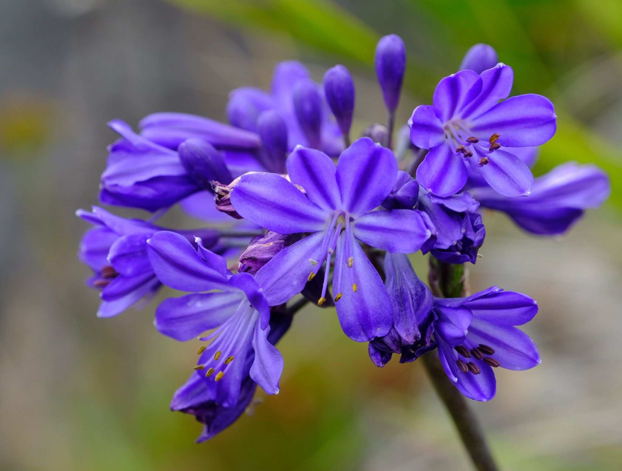 Agapanthus africanus