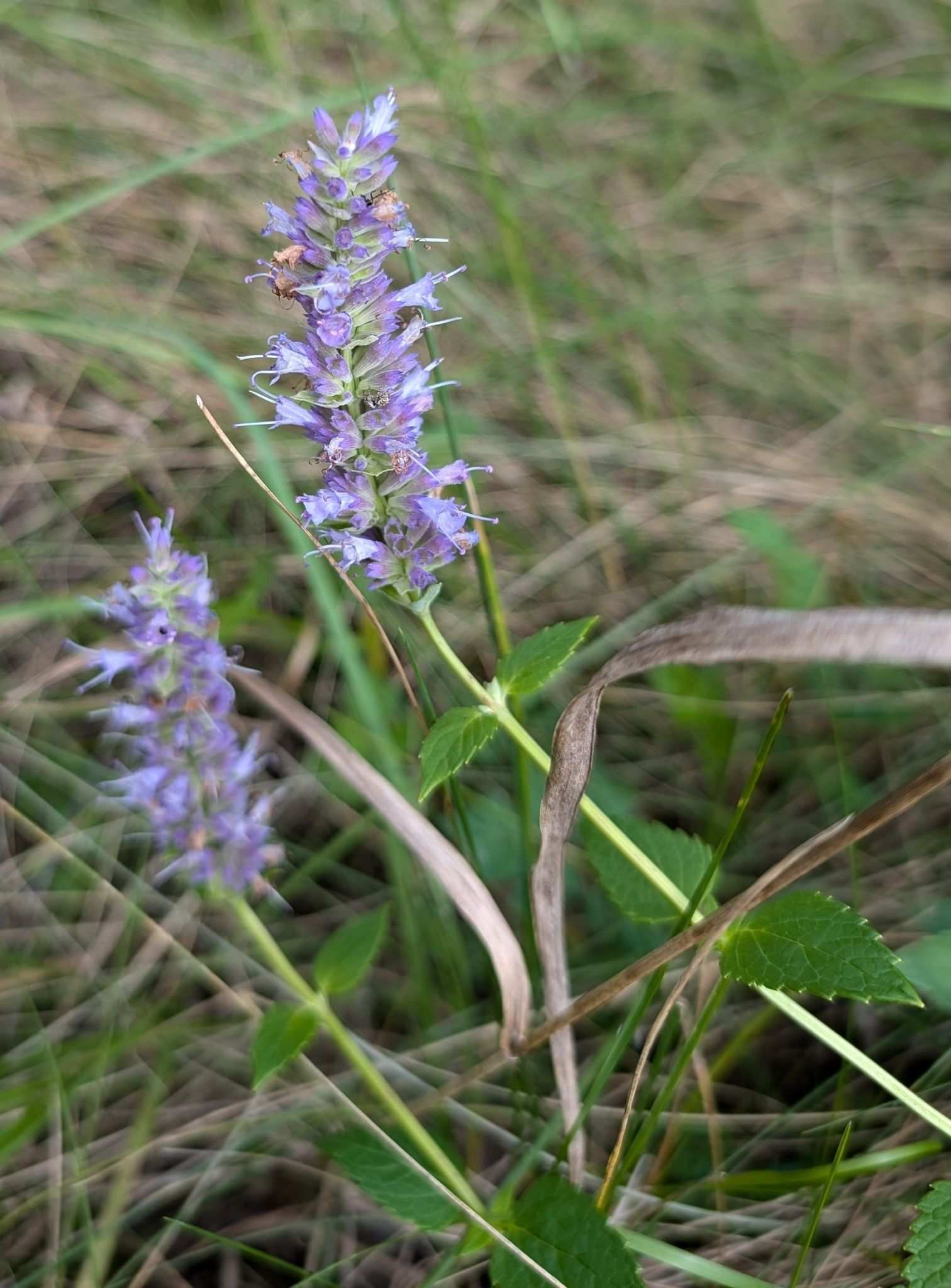 Agastache
