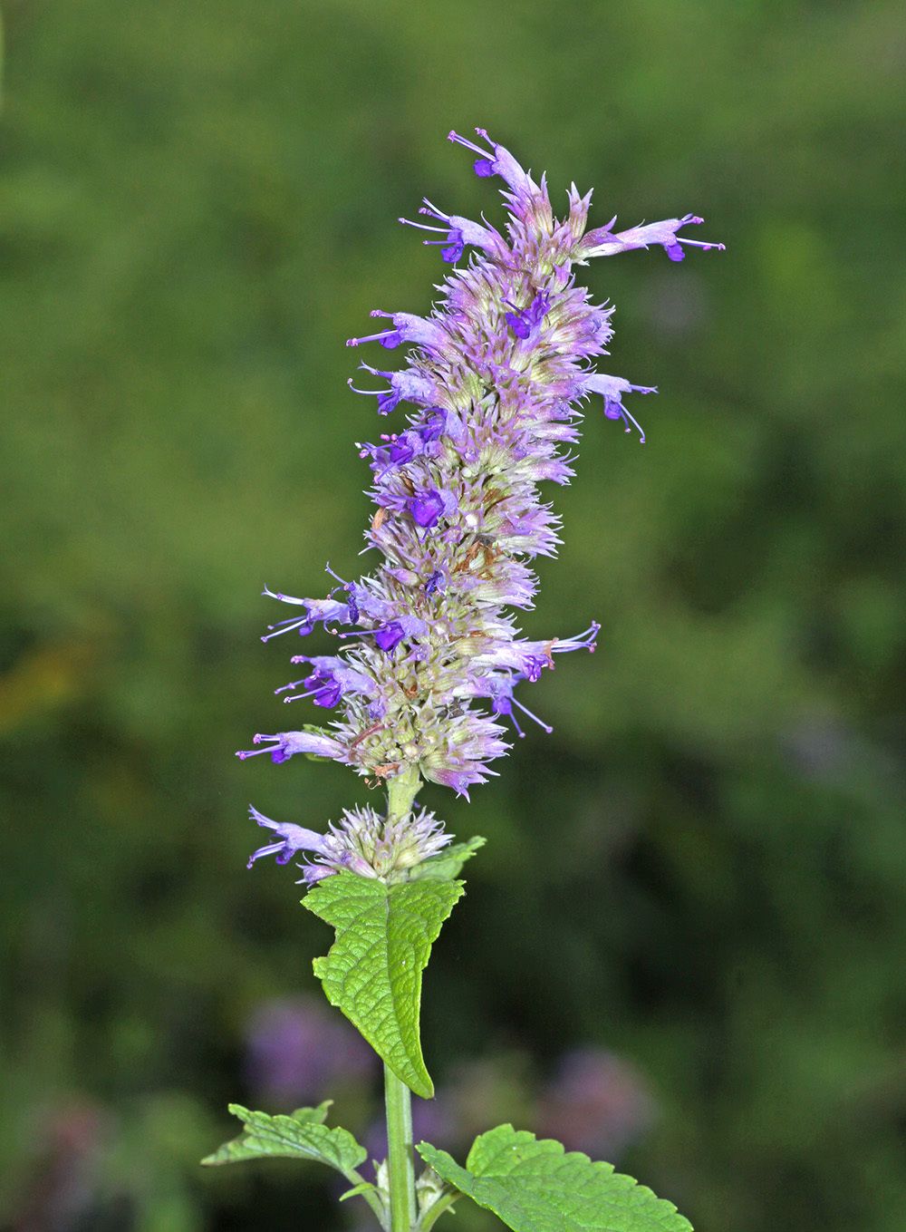Agastache rugosa