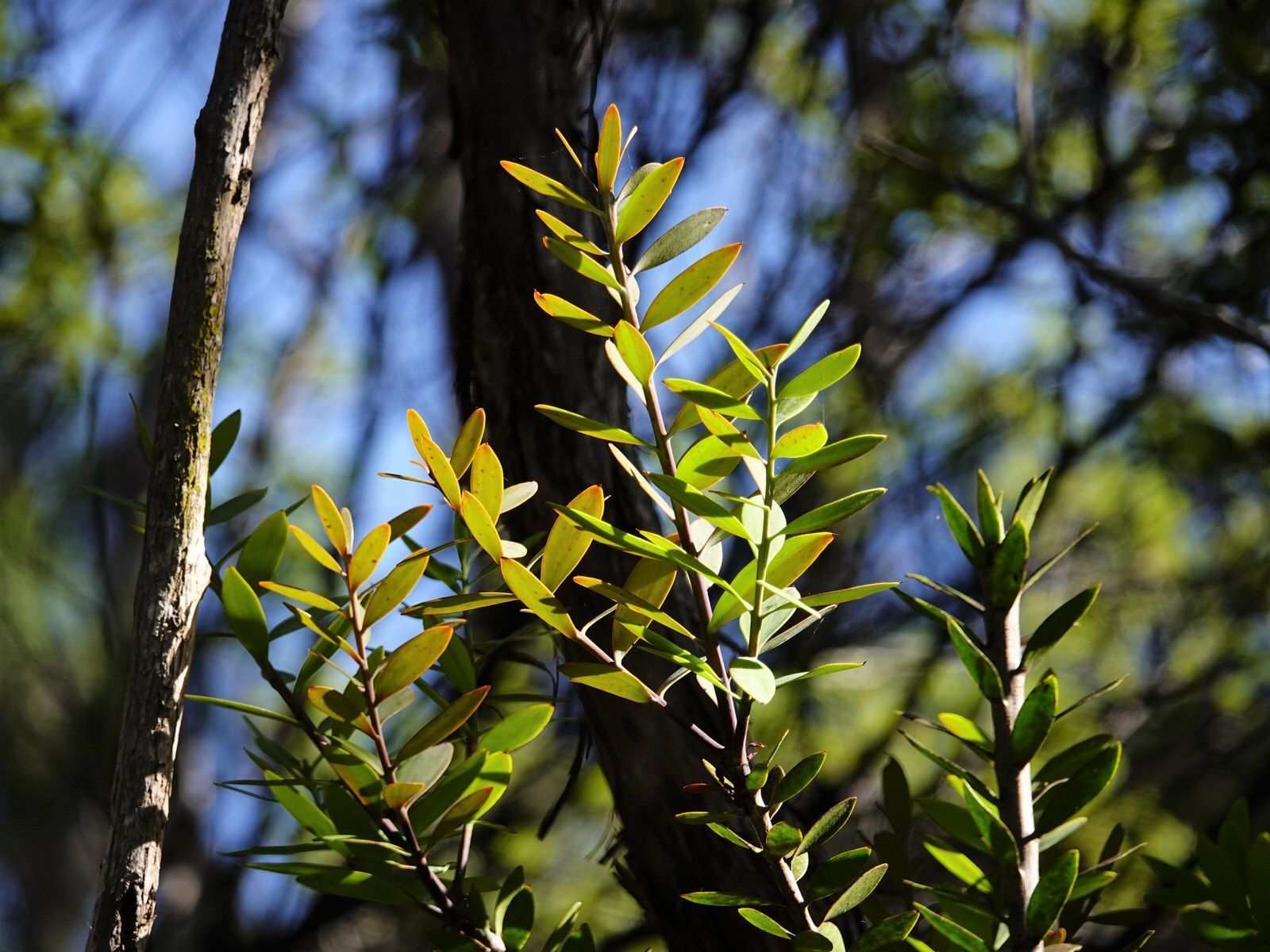 Agathis australis