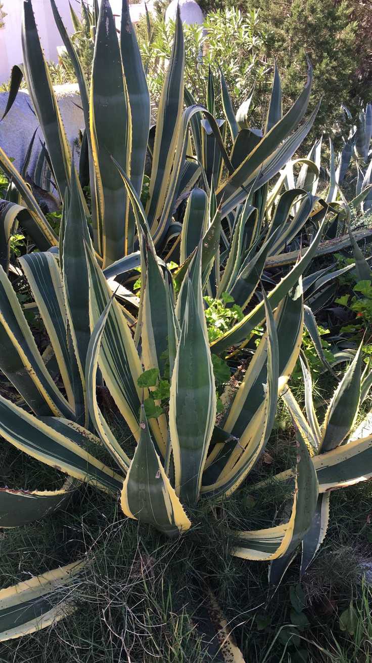 Agave americana