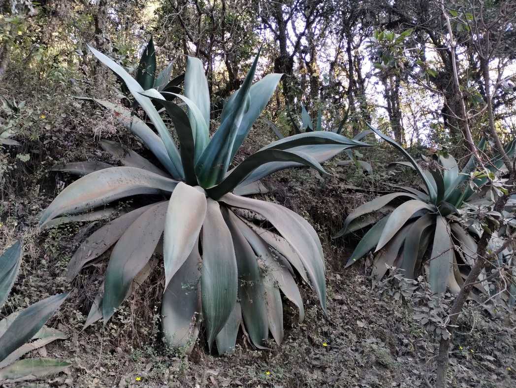 Agave atrovirens