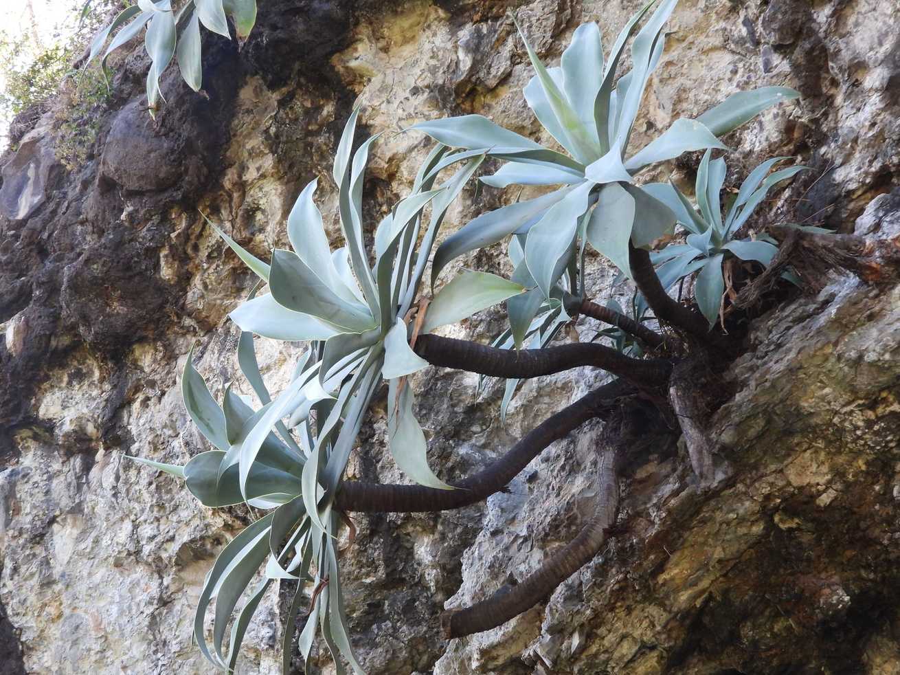 Agave attenuata